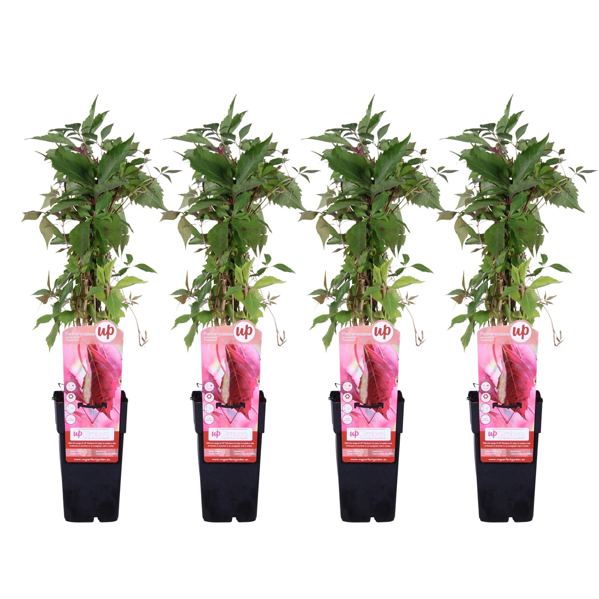 green-guardia-engelmannii-wilder-wein-kletterpflanze-65-cm-15-cm-topf image 8