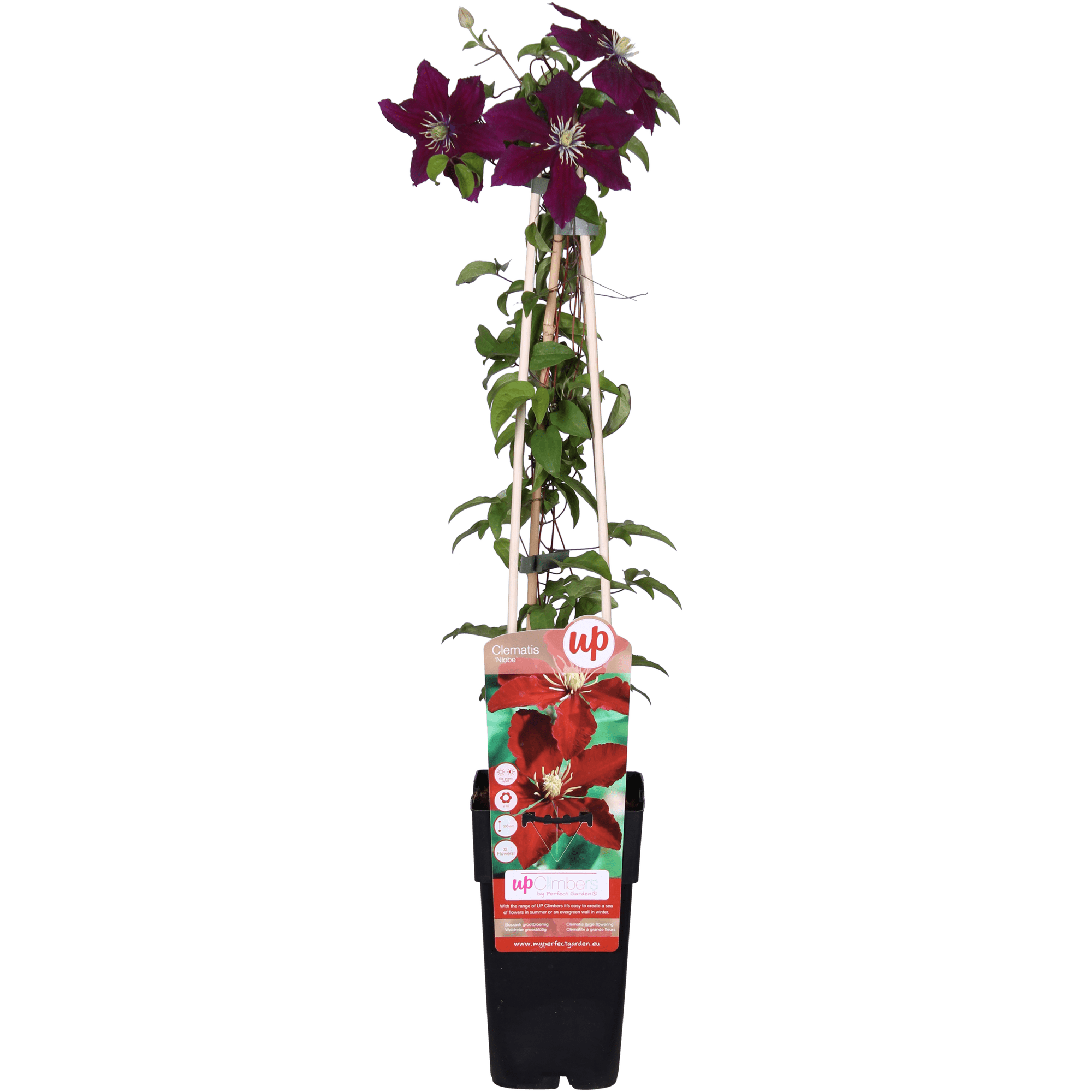 green-guardia-clematis-niobe-kletterpflanze-65-cm image 1