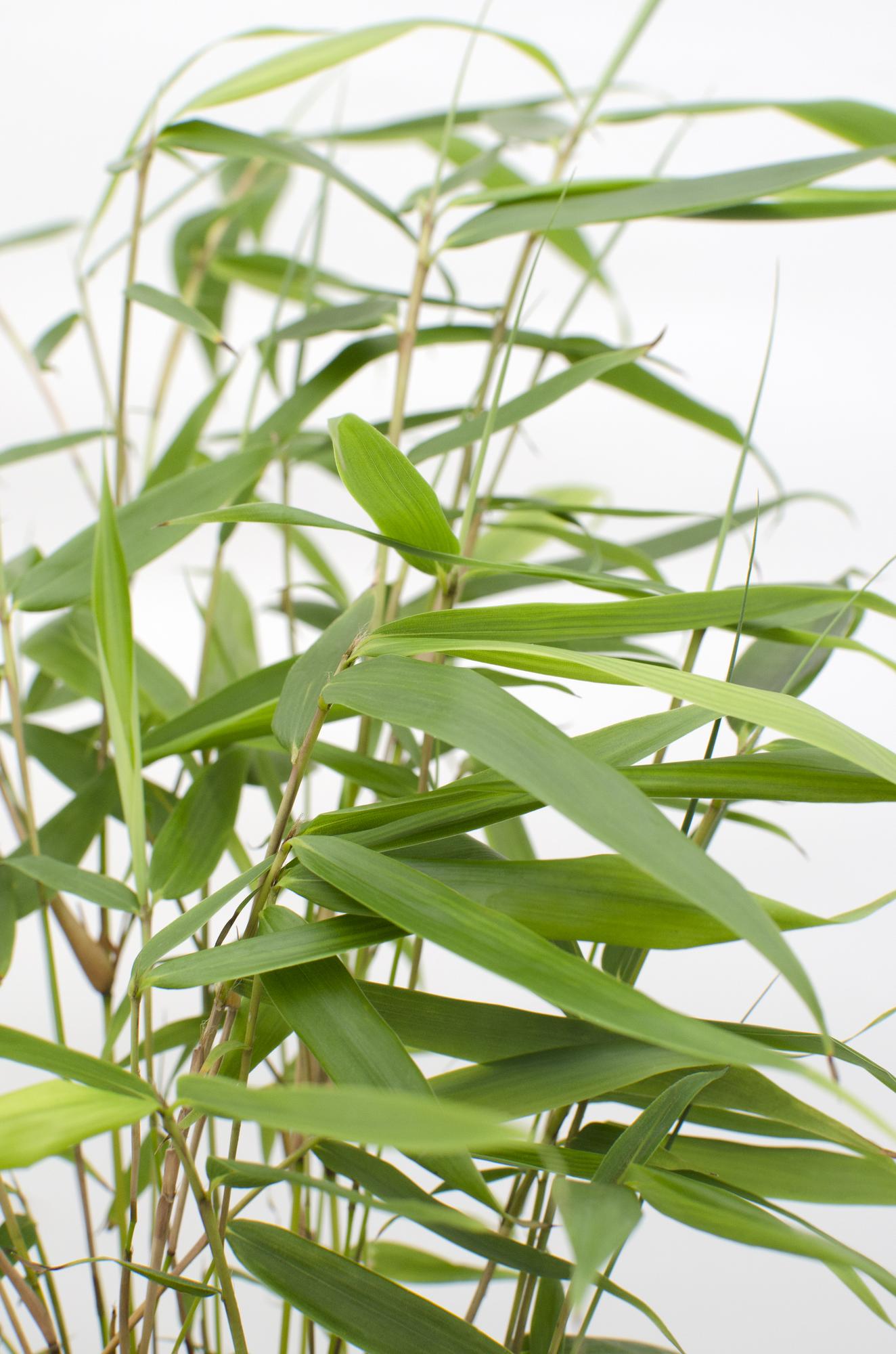 green-guardia-pingwu-fargesia-robusta-bambus-40-cm-im-14-cm-topf image 3
