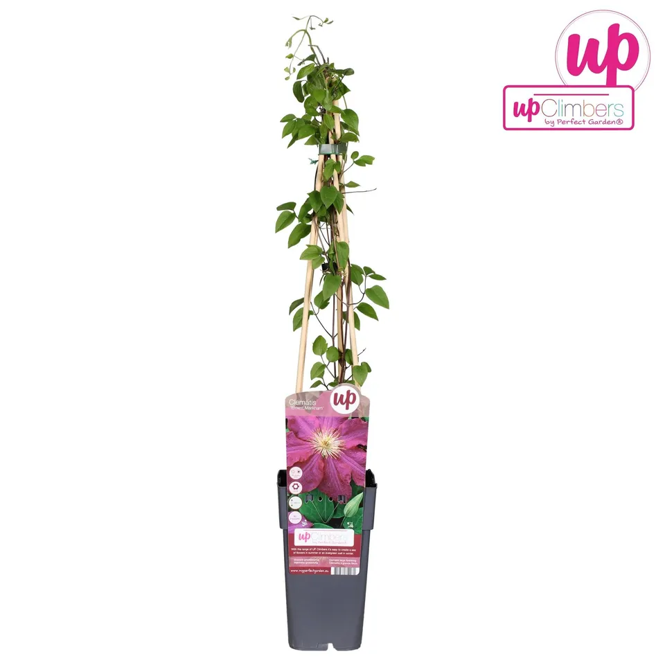 green-guardia-clematis-ernest-markham-15cm-topf image 1