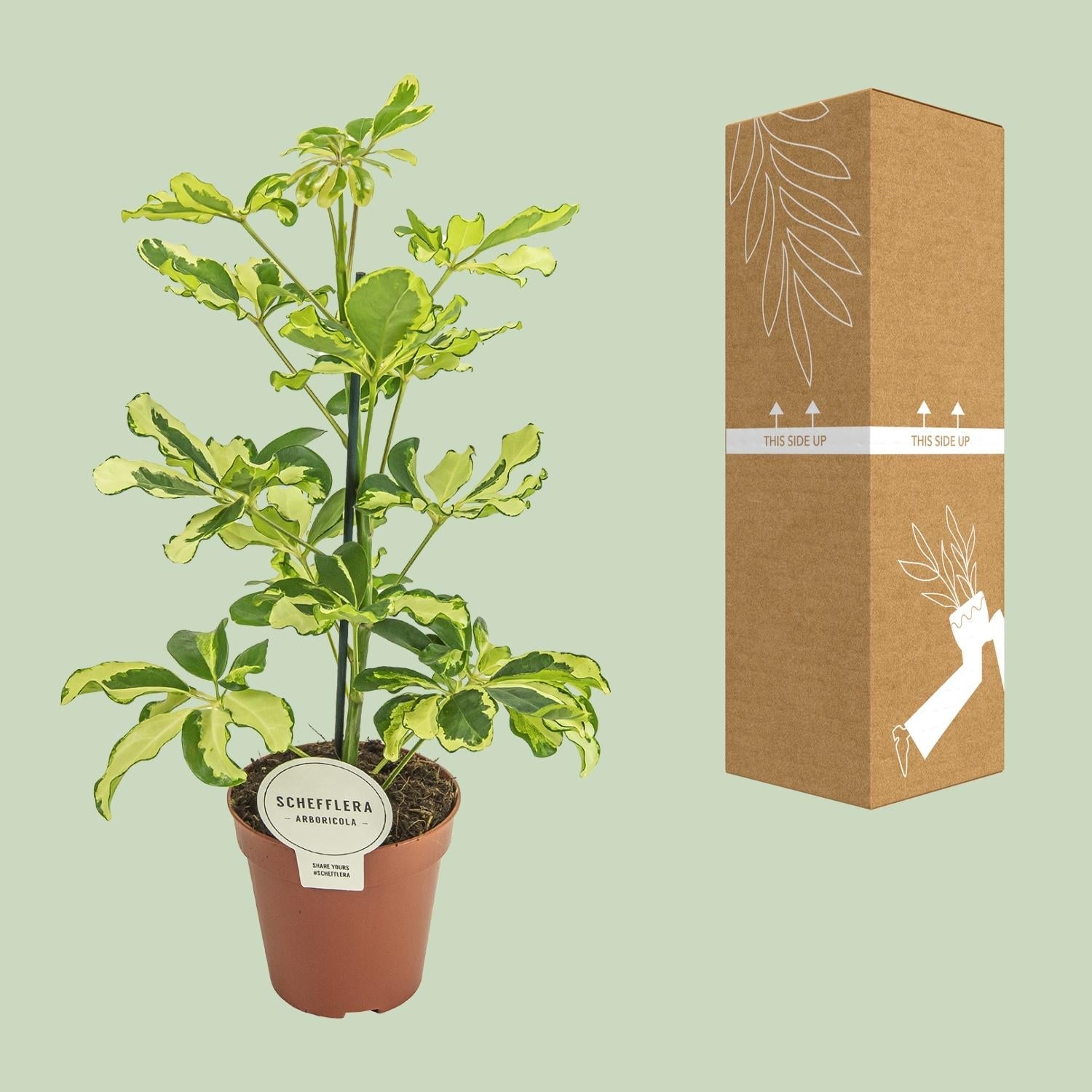 green-guardia-schefflera-charlotte-zimmerpflanze-13cm-topf-luftreinigend image 3