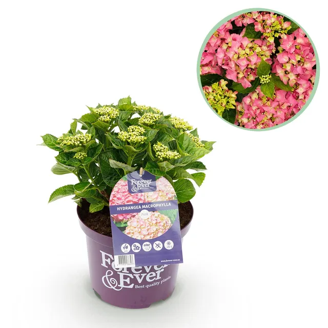 green-guardia-forever-ever-hortensie-rosa-23-cm-topf image 1