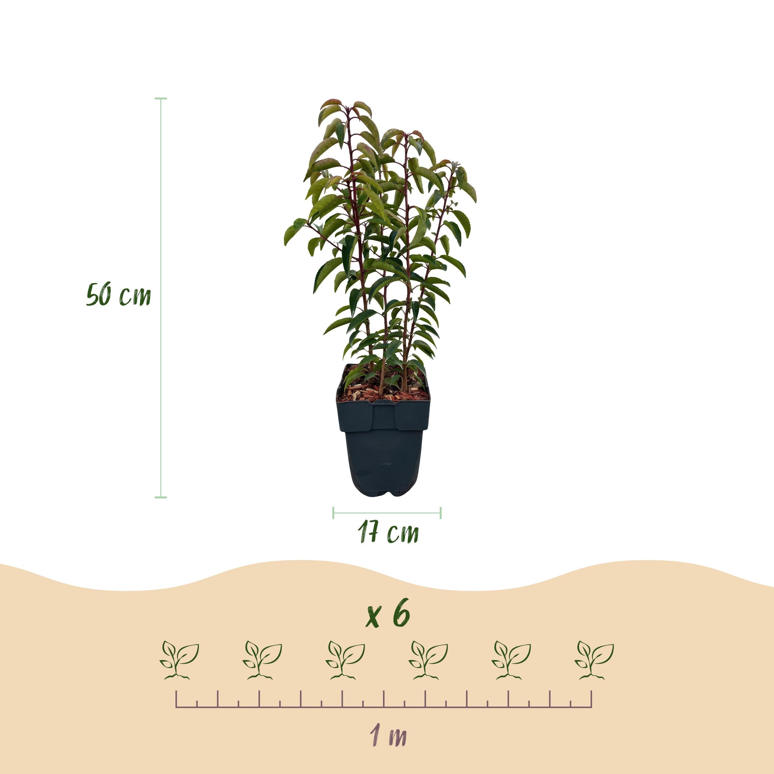 green-guardia-prunus-lusitanica-lorbeerkirsche-hecke-6-pflanzen-50cm image 3