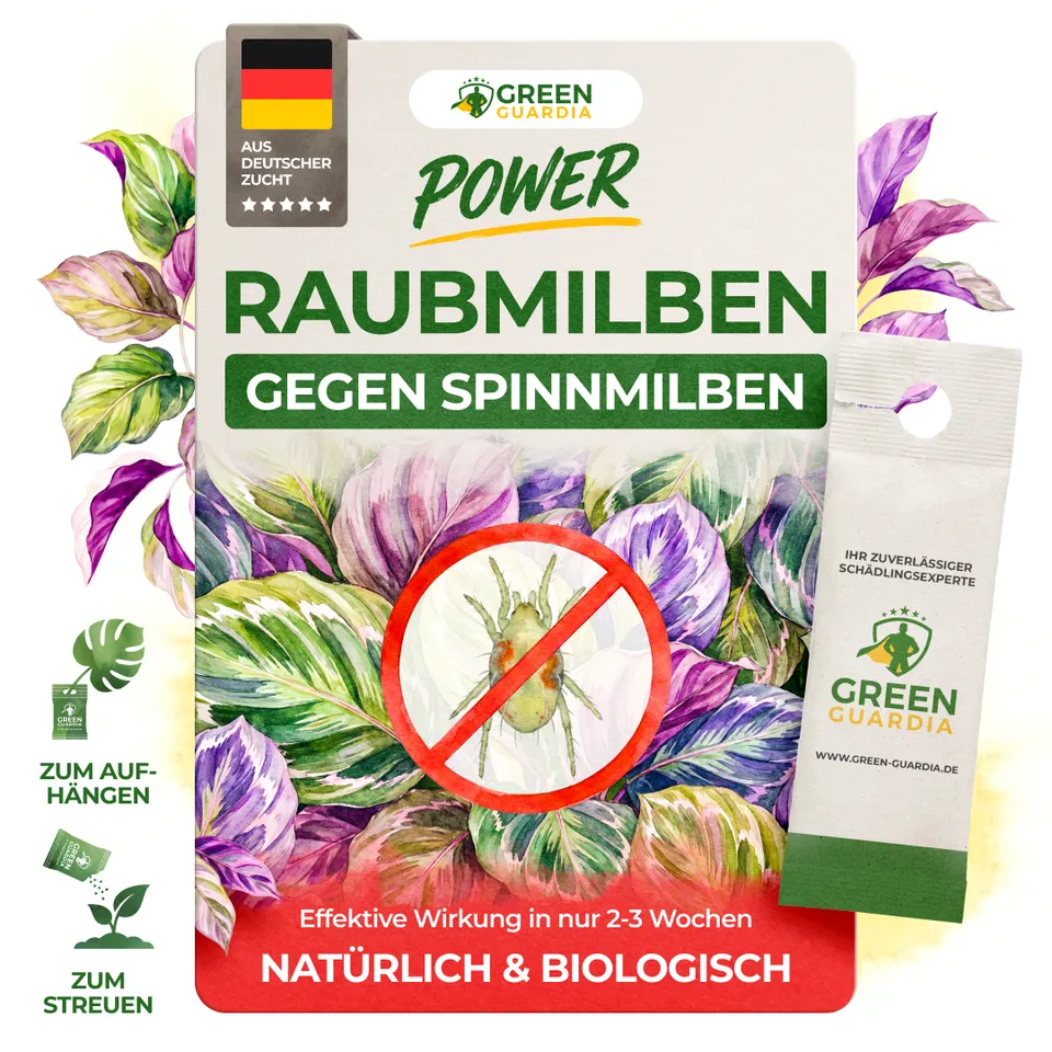 green-guardia-raubmilben-gegen-spinnmilben-1-t-te-n-tzlinge image 1