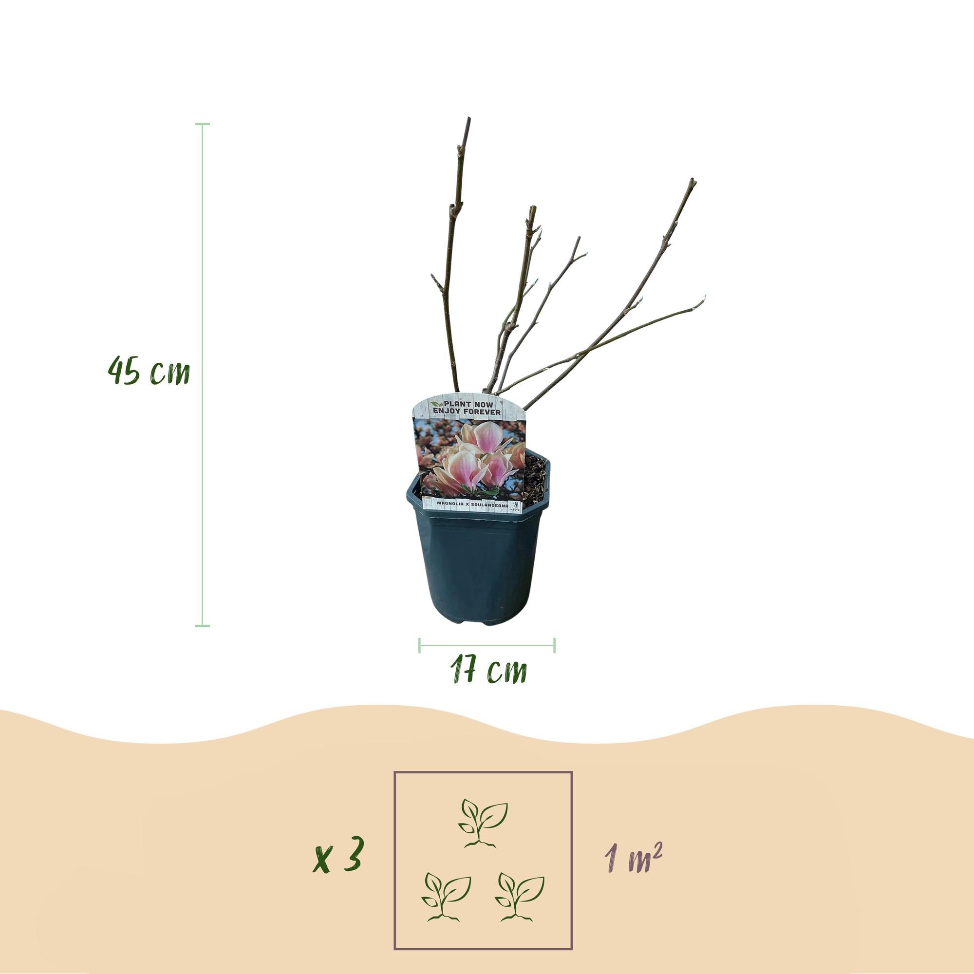 green-guardia-unsere-pflanzen-magnolia-soulangiana-17-cm-topf-hellrosa image 2
