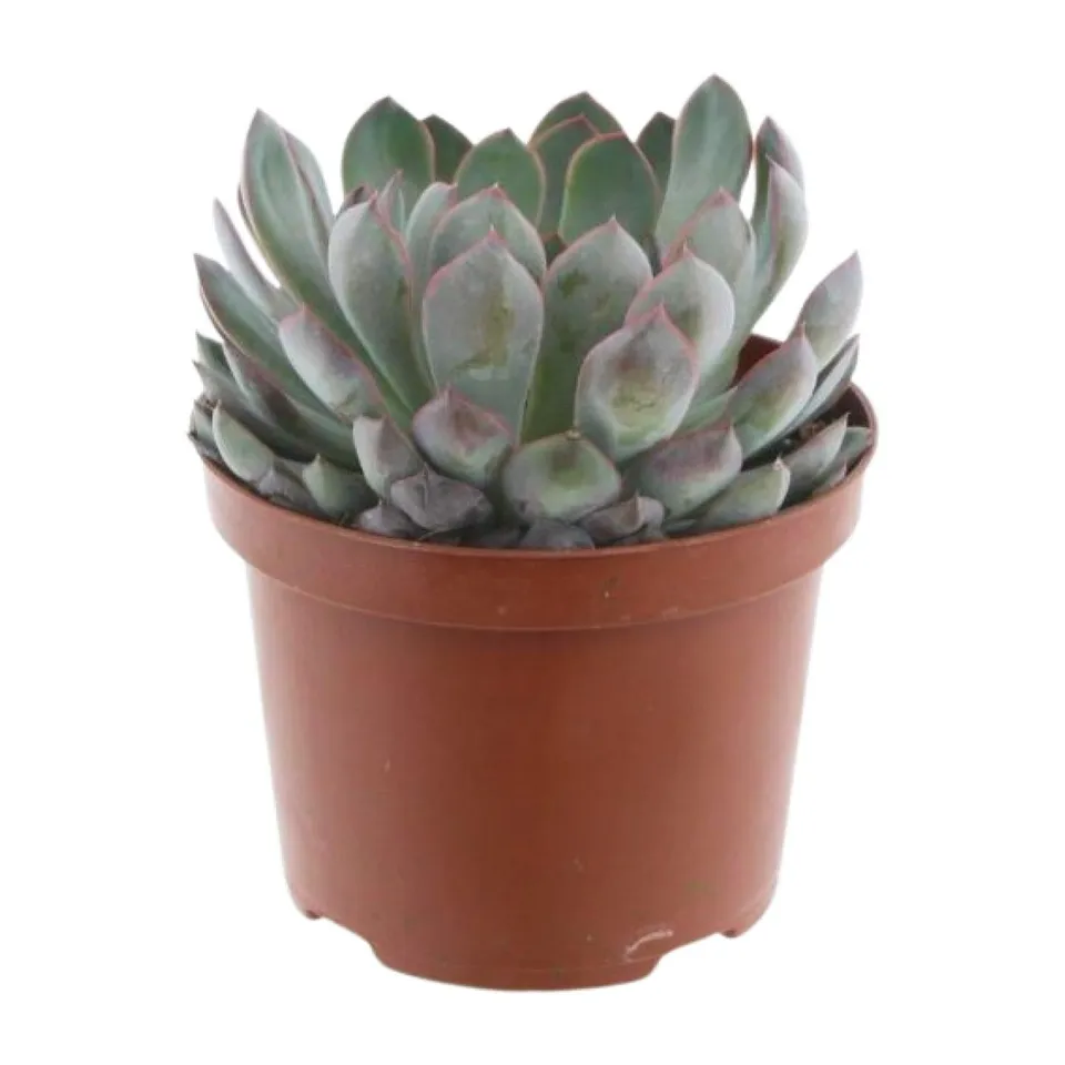 green-guardia-echeveria-pelisuda-sukkulente-17cm-topf image 1
