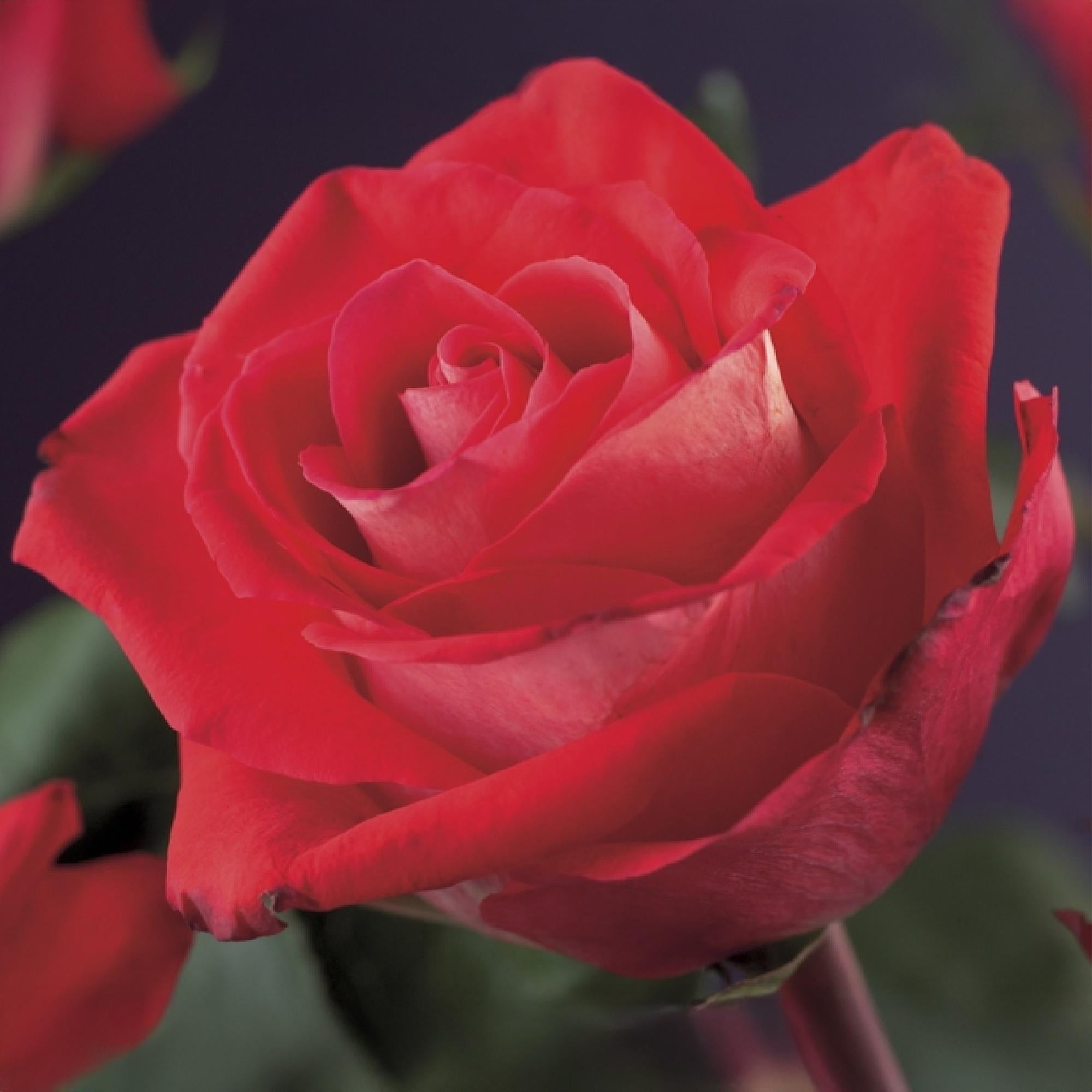 green-guardia-unsere-pflanzen-kletterrose-red-climber-2-pflanzen-rot image 4