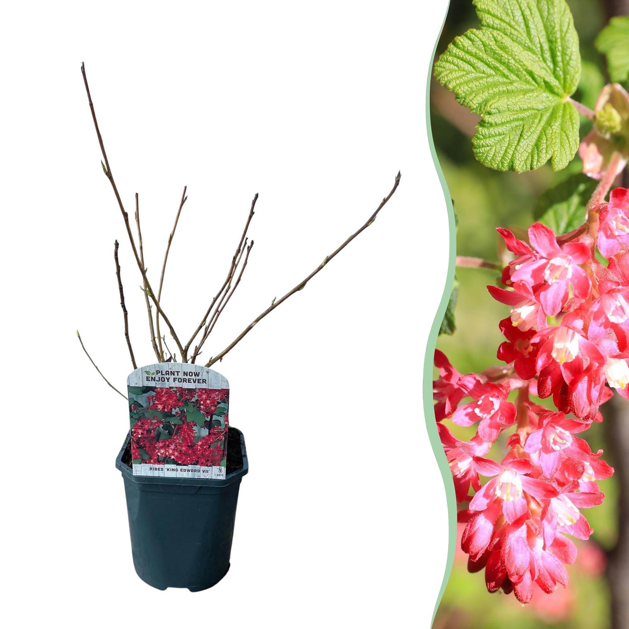 green-guardia-king-edward-ribes-bl-tenstrauch-rosa-45-cm image 1