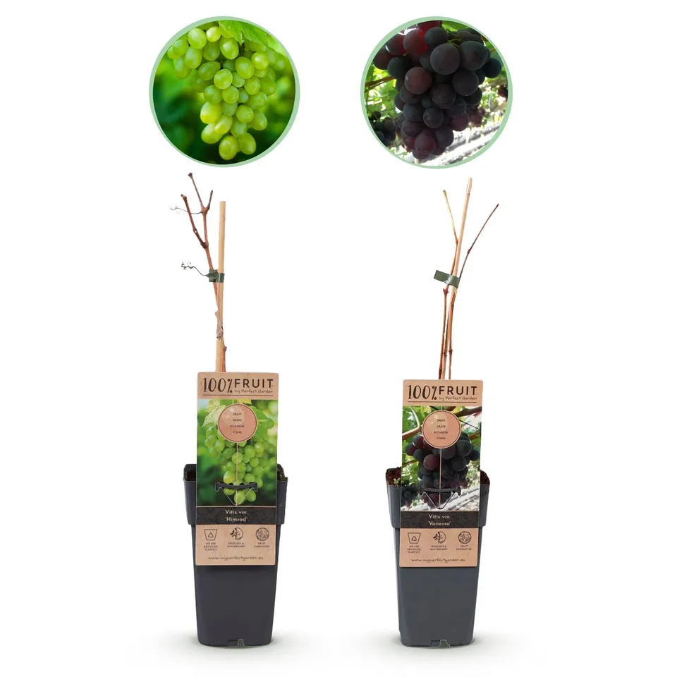 green-guardia-unsere-pflanzen-vitis-vinifera-vanessa-himrod-traubenpflanze-2x-ke image 1