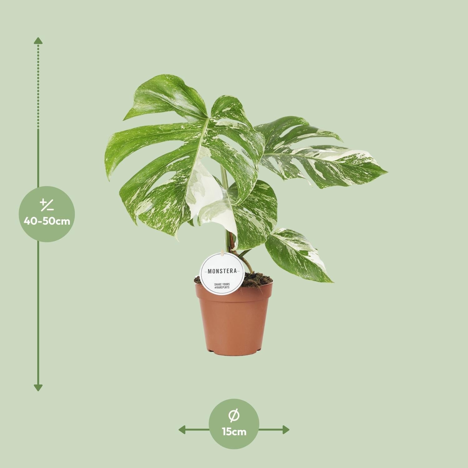 green-guardia-monstera-deliciosa-variegata-15cm-topf image 2