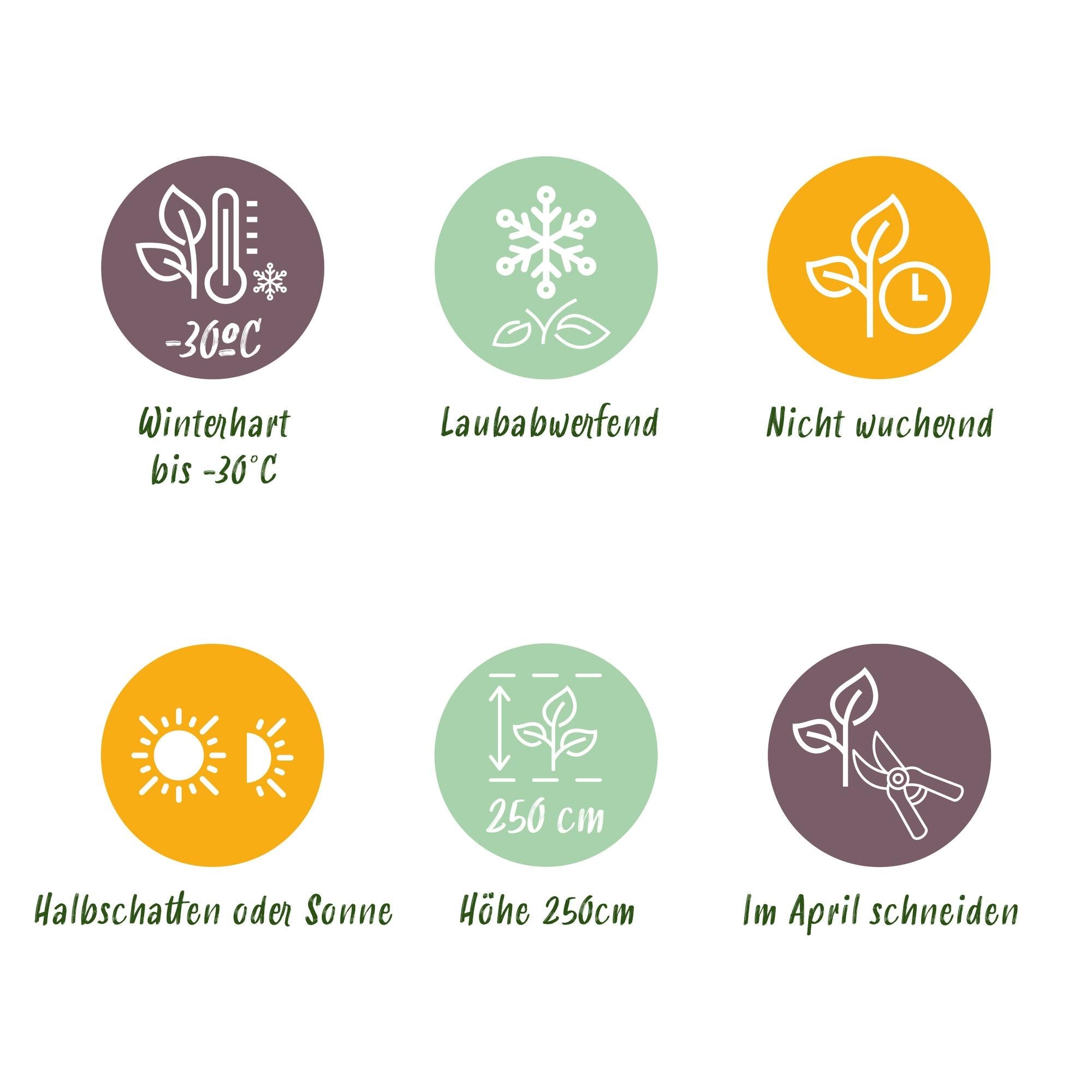 green-guardia-unsere-pflanzen-kesselringii-zierhartriegel-45-cm-violett image 5