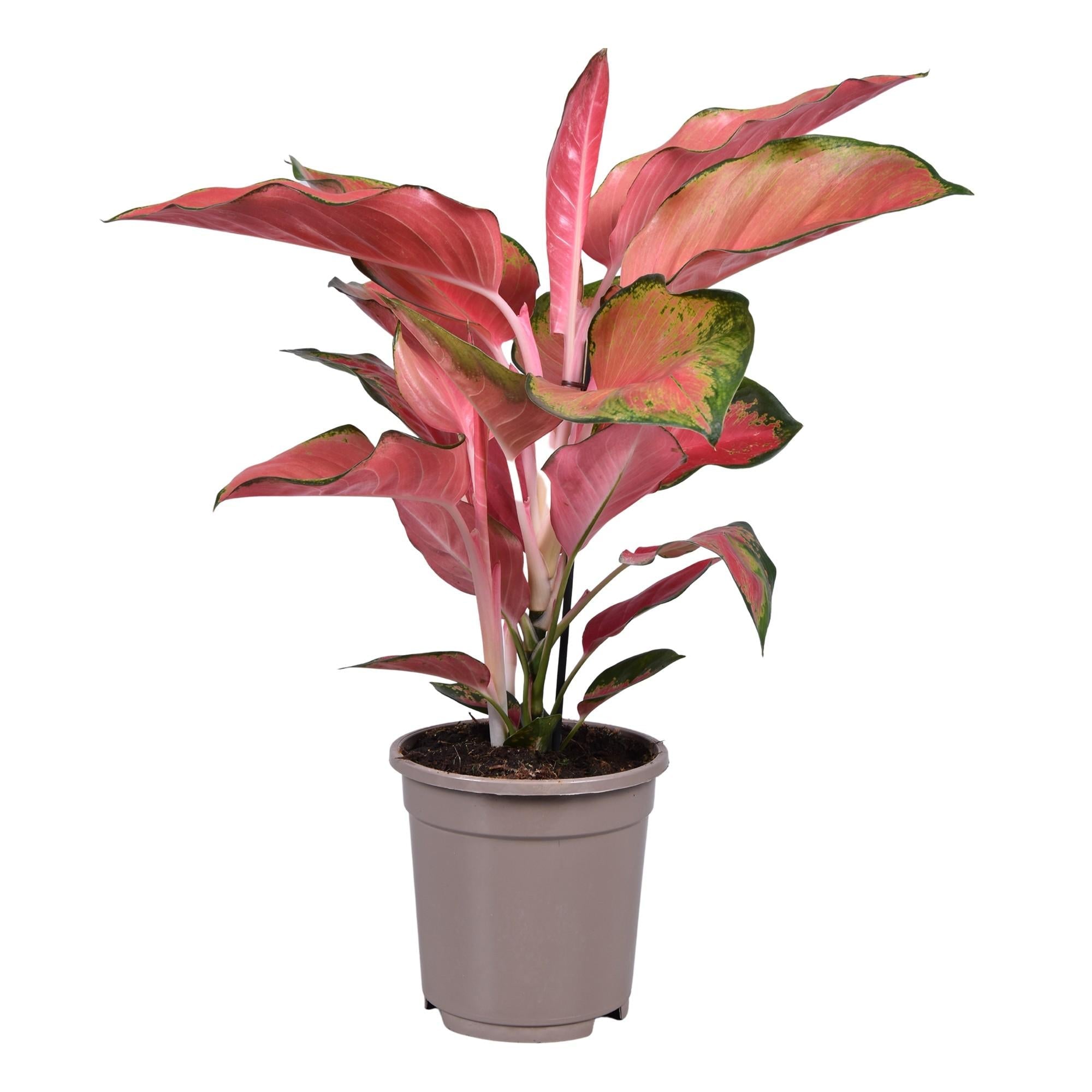 green-guardia-unsere-pflanzen-aglaonema-kolbenfaden-zimmerpflanze-35-80-cm image 4