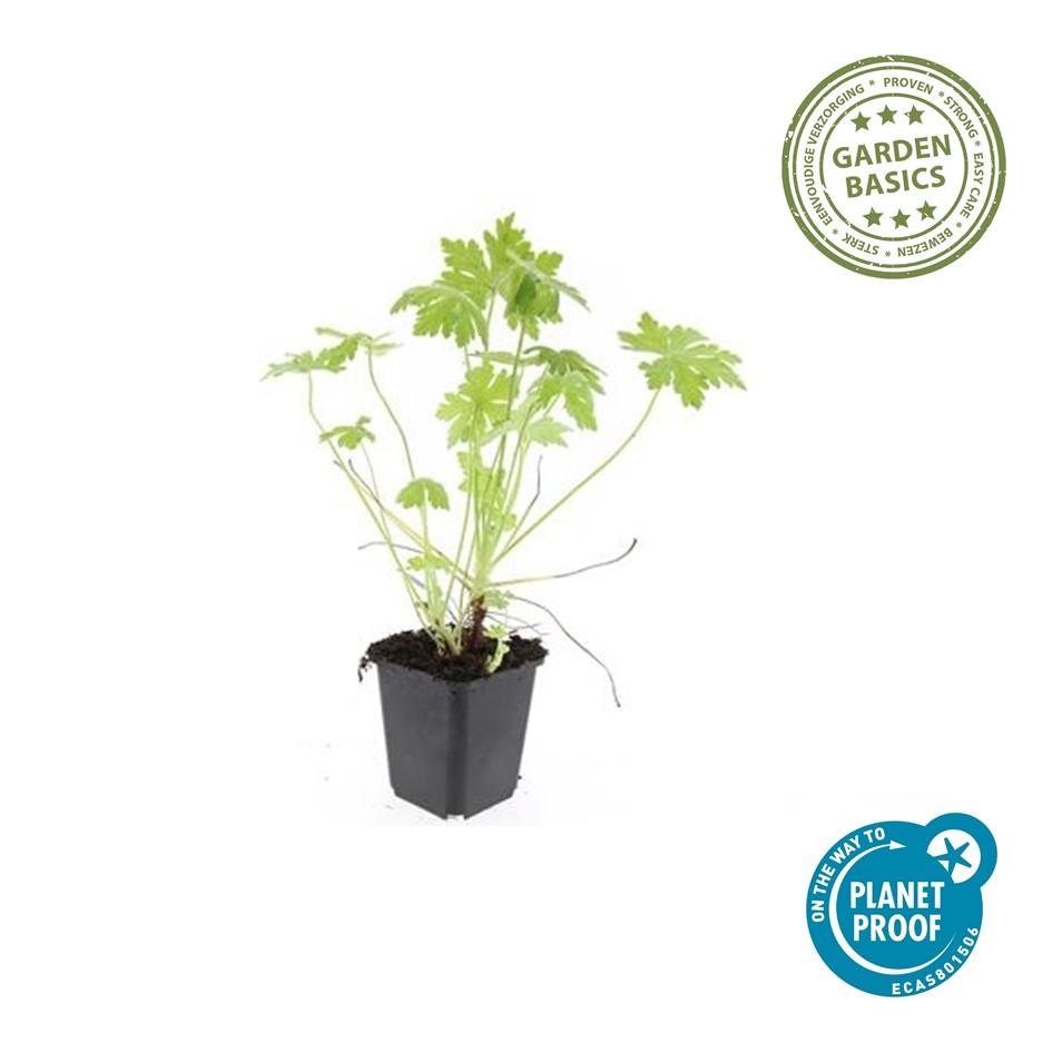 green-guardia-geranium-storchschnabel-6-pflanzen-duft-winterhart image 1