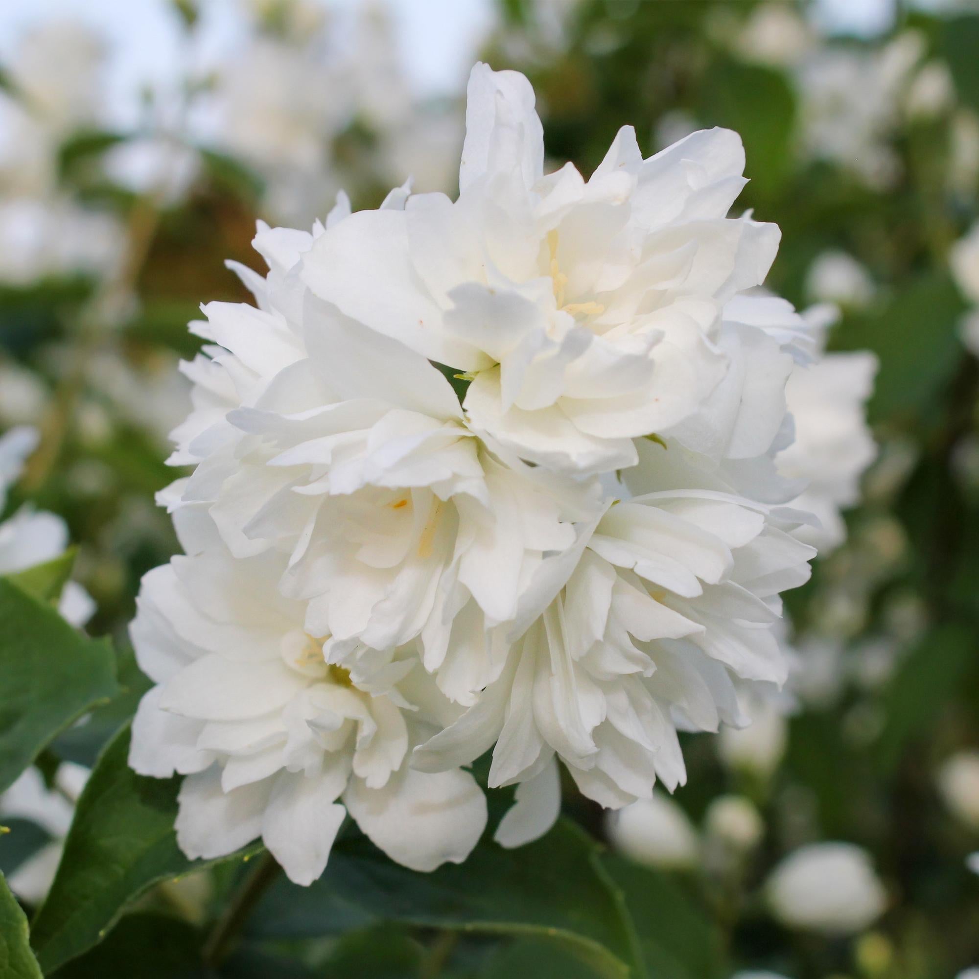 green-guardia-snowbelle-bauernjasmin-wei-17-cm-topf image 3