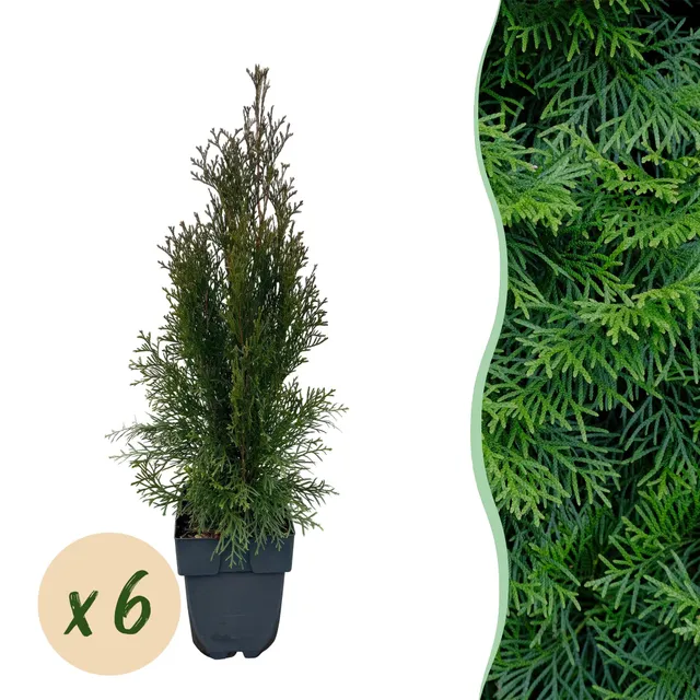 green-guardia-unsere-pflanzen-thuja-smaragd-heckenpflanze-60cm-17cm image 1