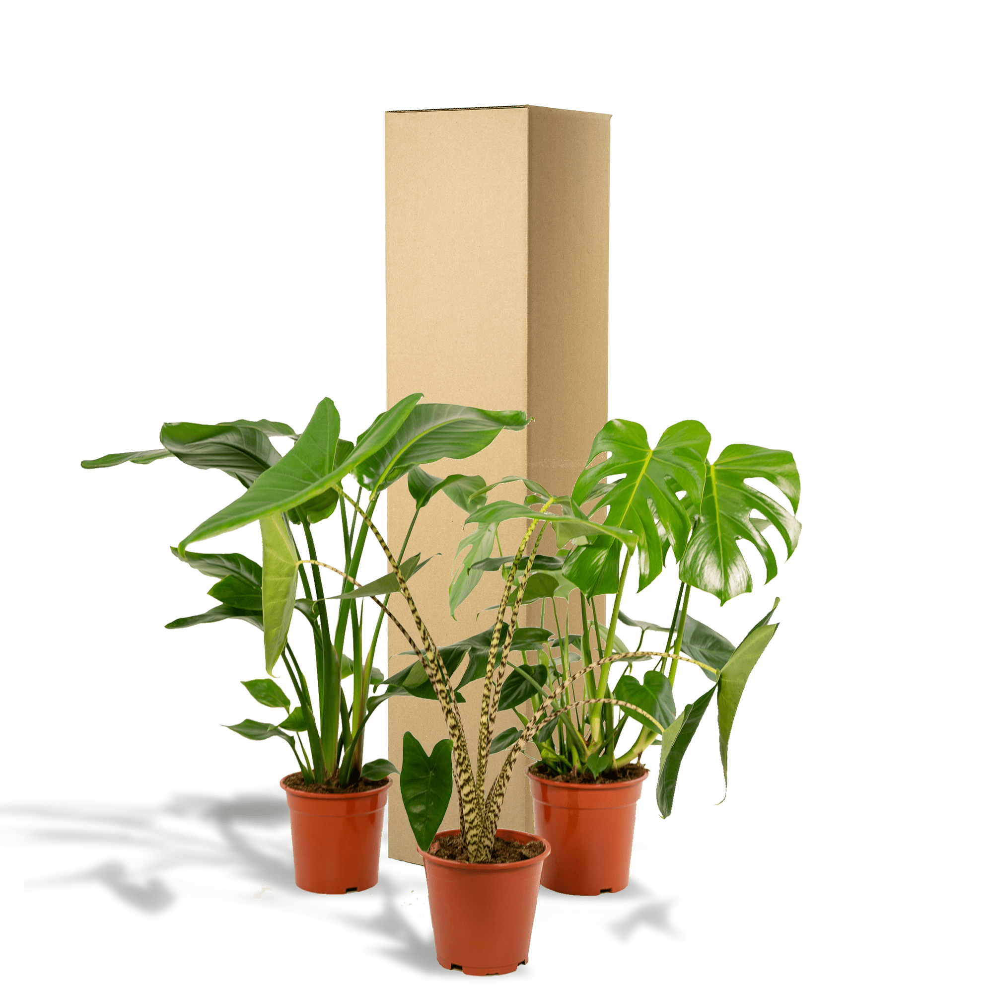 green-guardia-monstera-alocasia-strelitzia-zimmerpflanzen-set-3x image 5