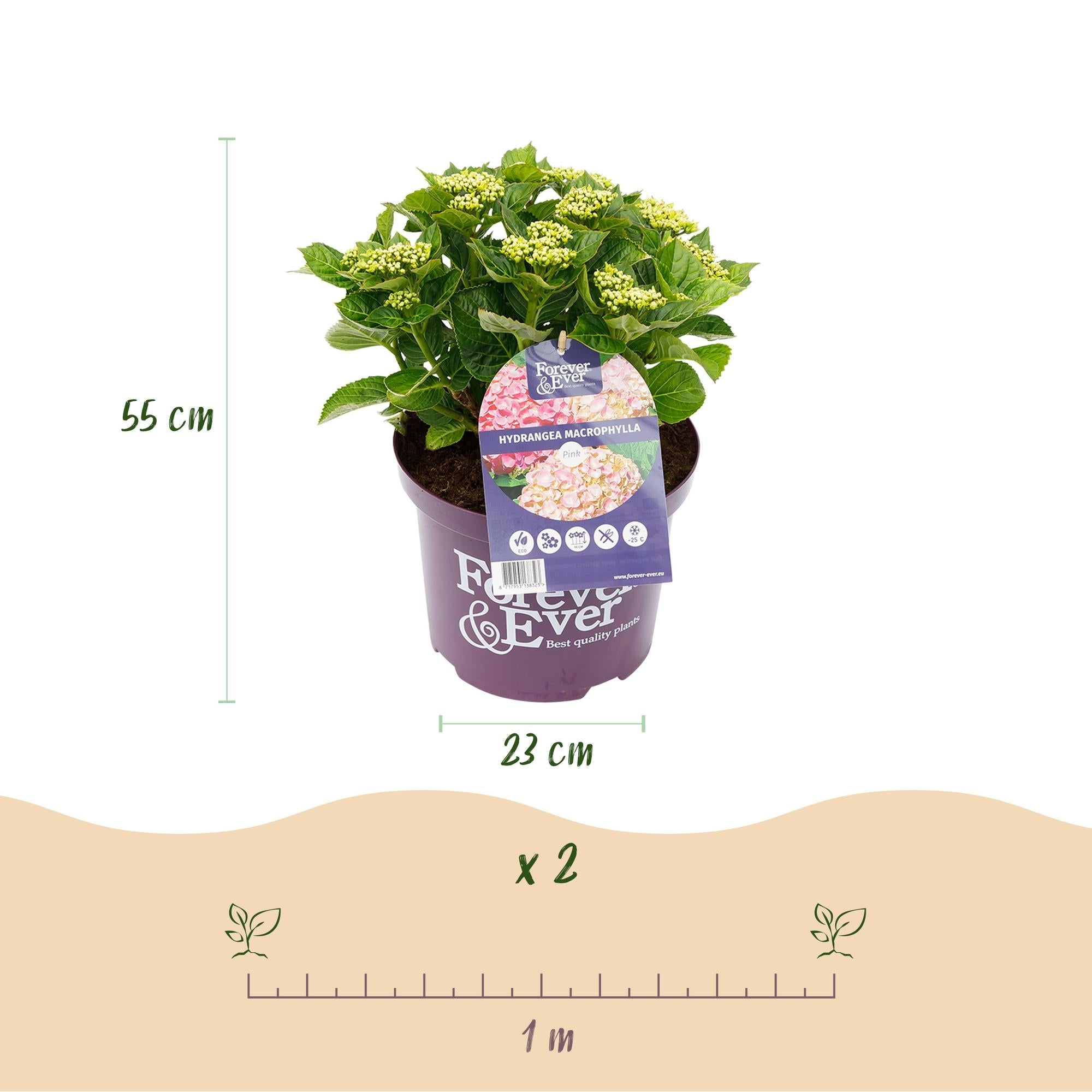 green-guardia-forever-ever-hortensie-rosa-23-cm-topf image 2