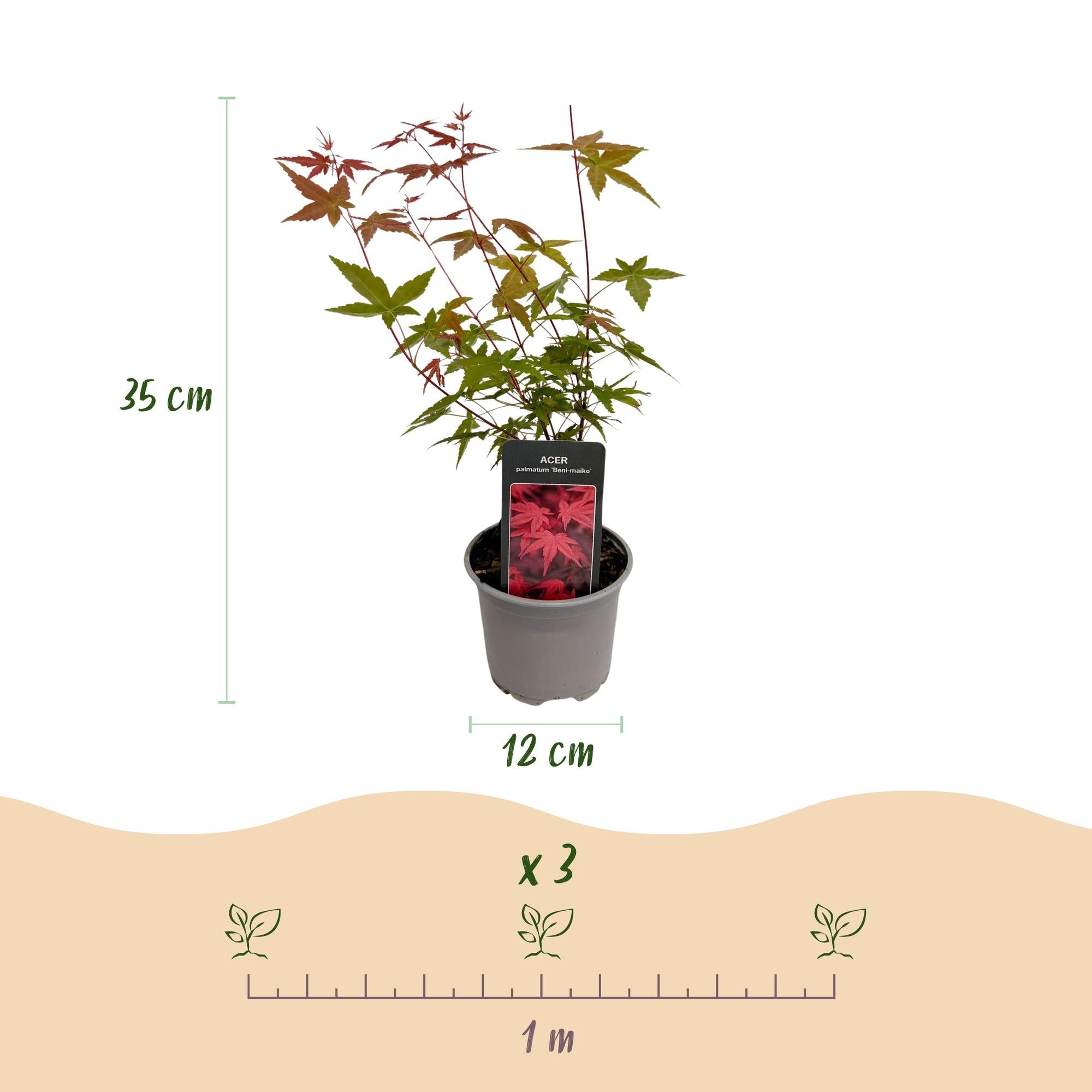 green-guardia-acer-palmatum-tricolour-zierstrauch-3er-set-12cm image 2