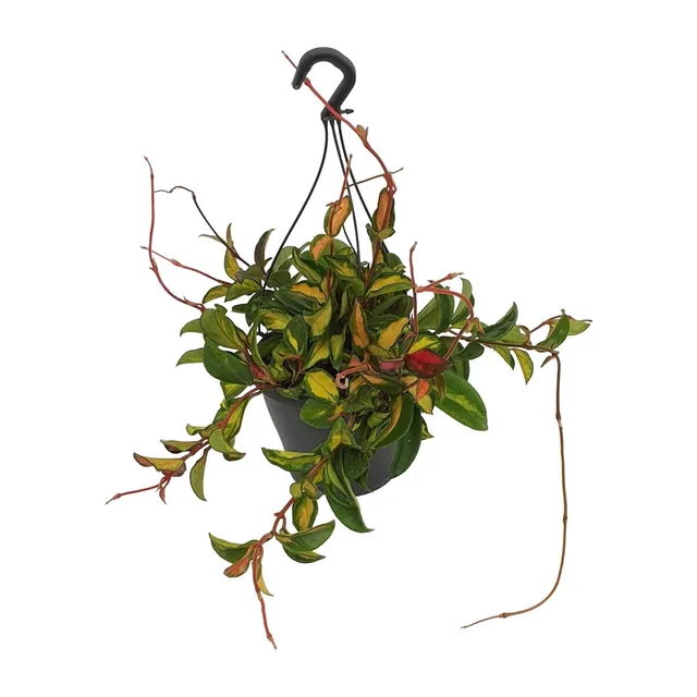 green-guardia-hoya-carnosa-tricolor-wachsblume-19cm-topf-bunt image 1