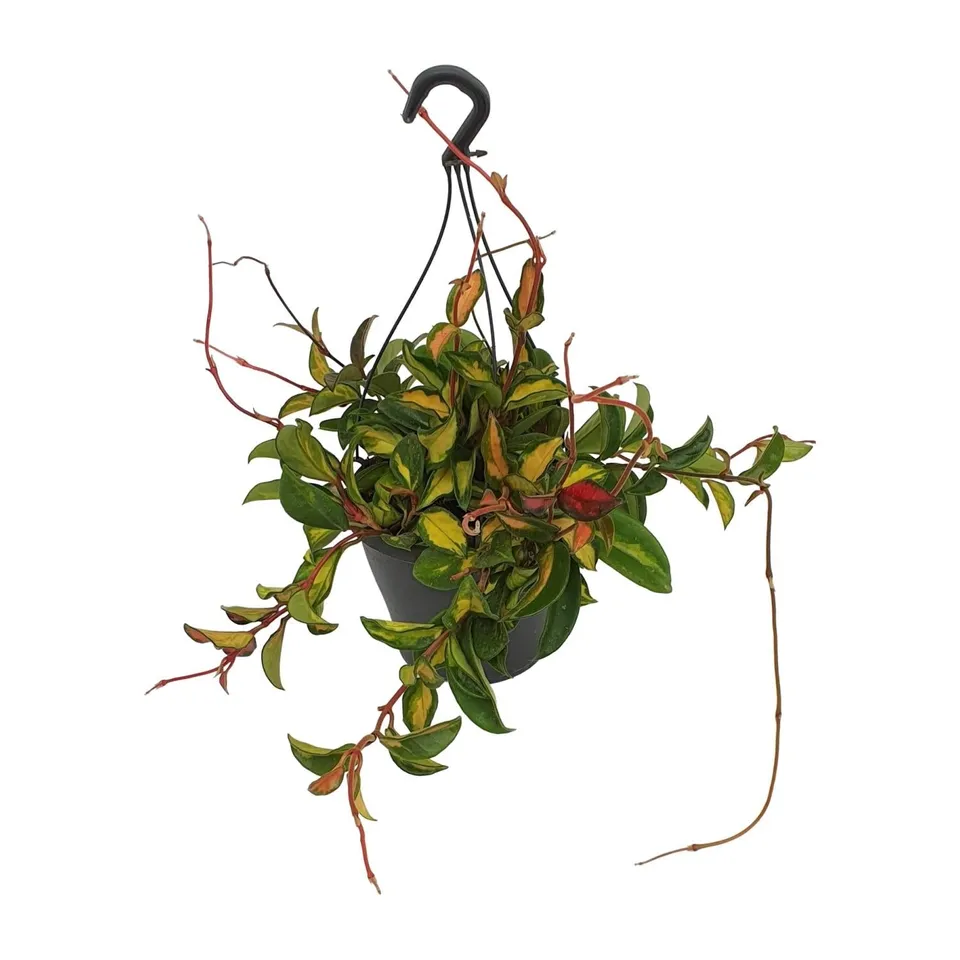 green-guardia-hoya-carnosa-tricolor-wachsblume-19cm-topf-bunt image 1