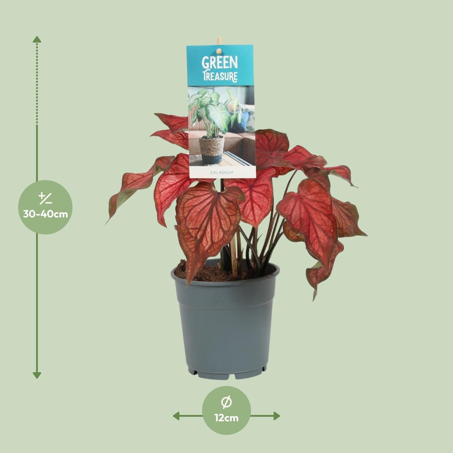 green-guardia-unsere-pflanzen-caladium-zimmerpflanze-sweetheart-12cm-bunt image 4