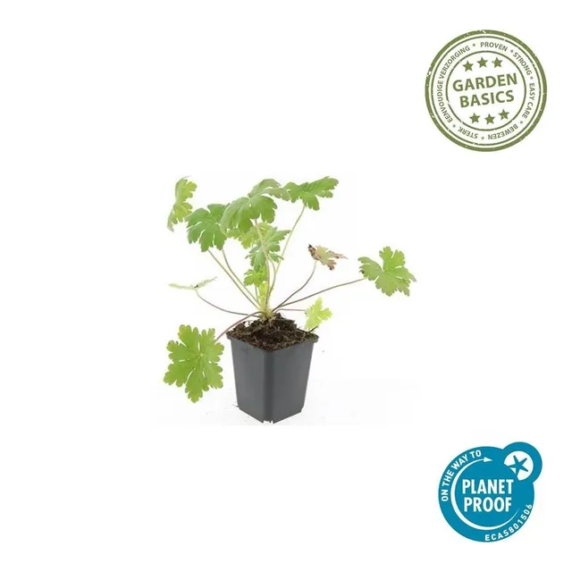 green-guardia-unsere-pflanzen-geranium-ingwersen-bodendecker-9cm image 1