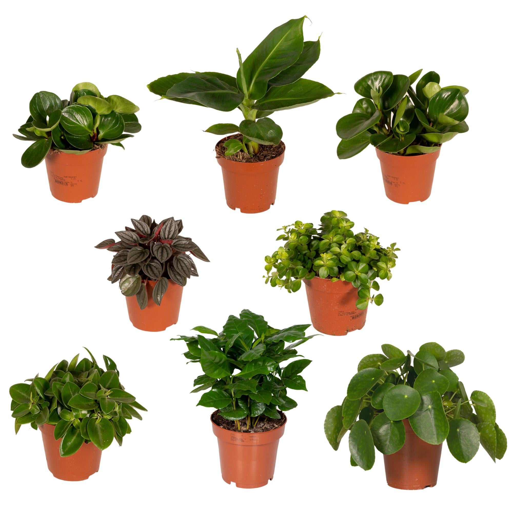 green-guardia-unsere-pflanzen-berraschungsbox-5-pflanzen-12cm image 1