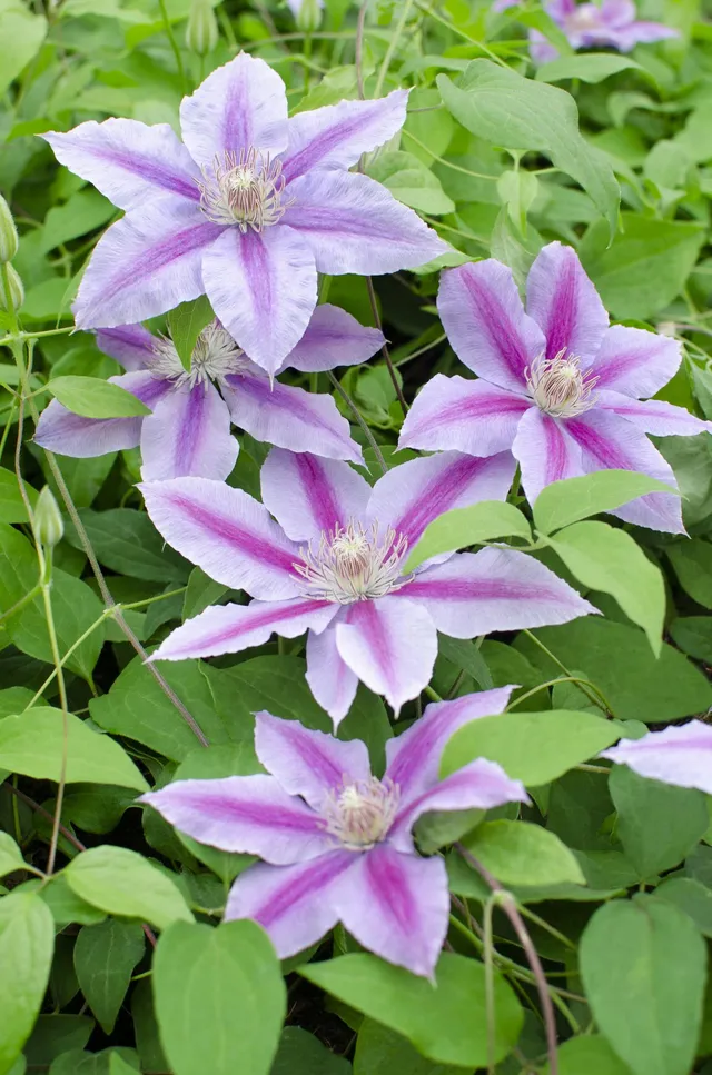 green-guardia-dr-ruppel-clematis-rosa-pink-15-cm-topf-65-cm image 1