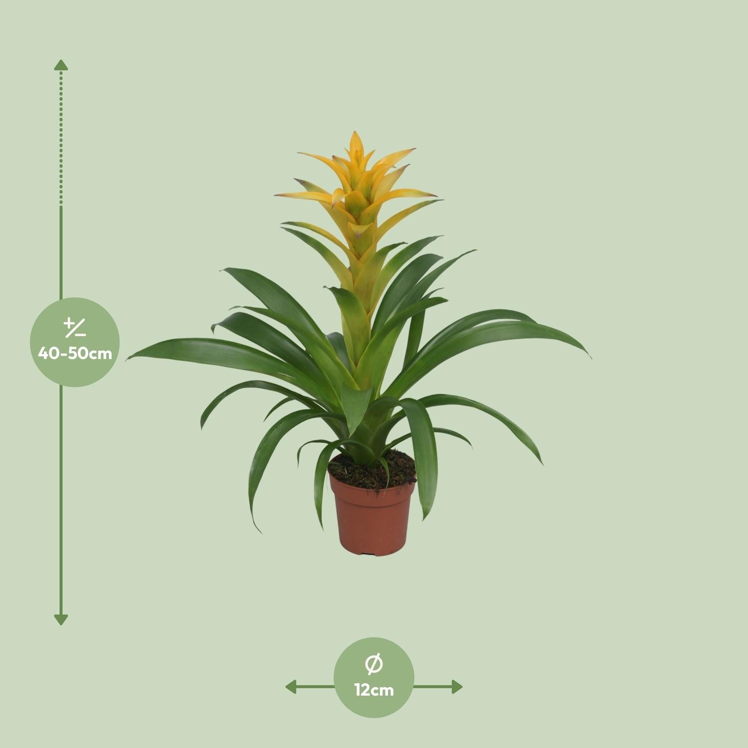 green-guardia-guzmania-bromelie-zimmerpflanze-crown-12cm image 8