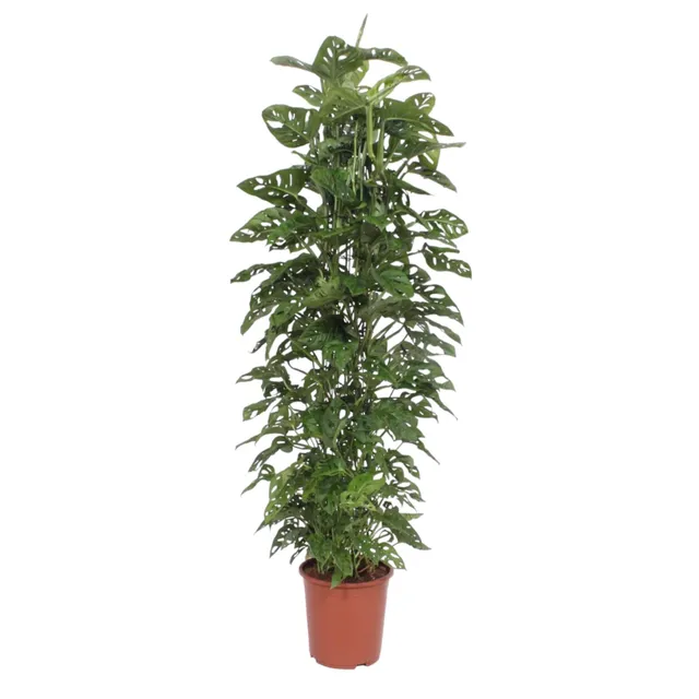 green-guardia-monstera-monkey-leaf-12cm-30cm-fensterblatt image 1