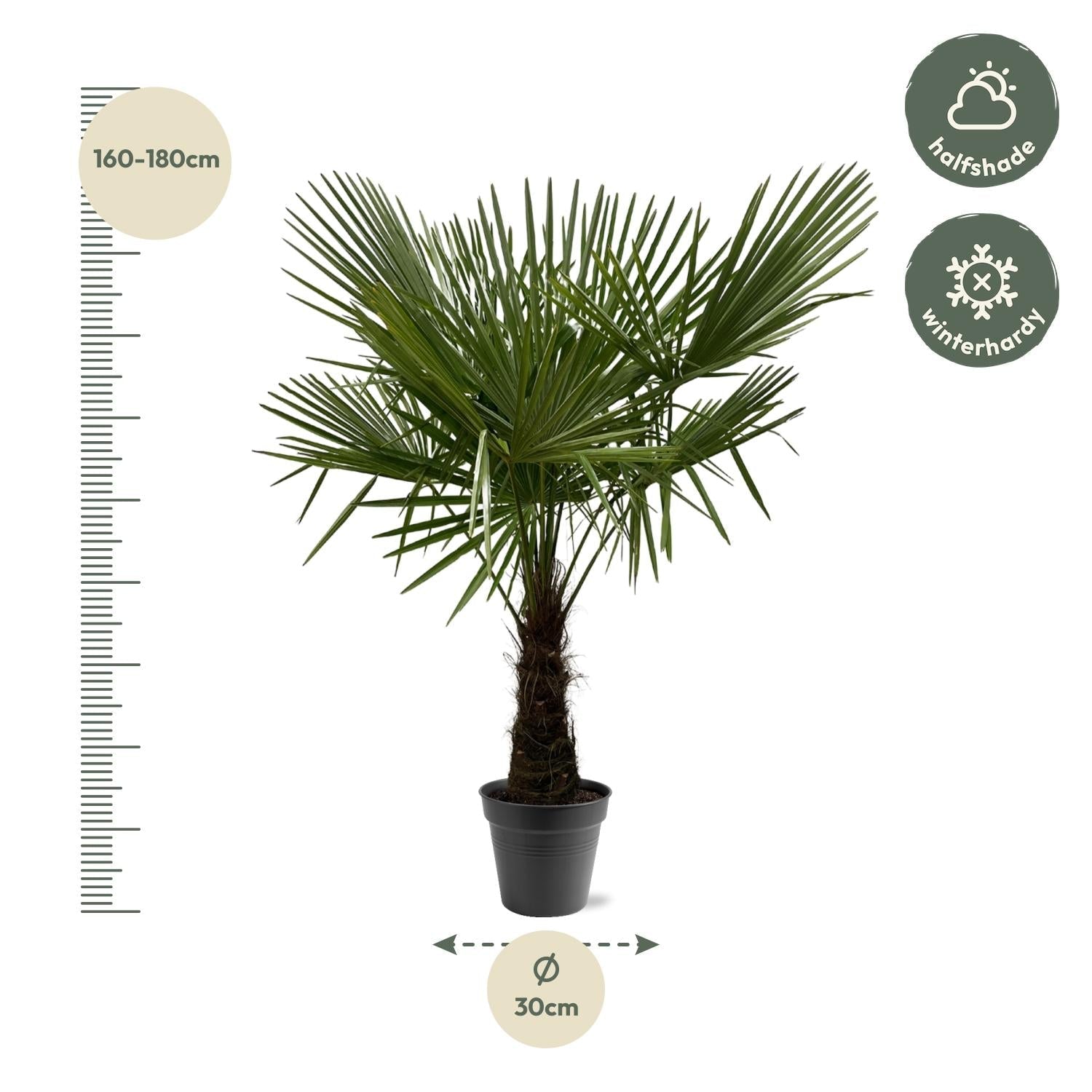 green-guardia-trachycarpus-hanfpalme-120-cm-winterhart-palme image 3