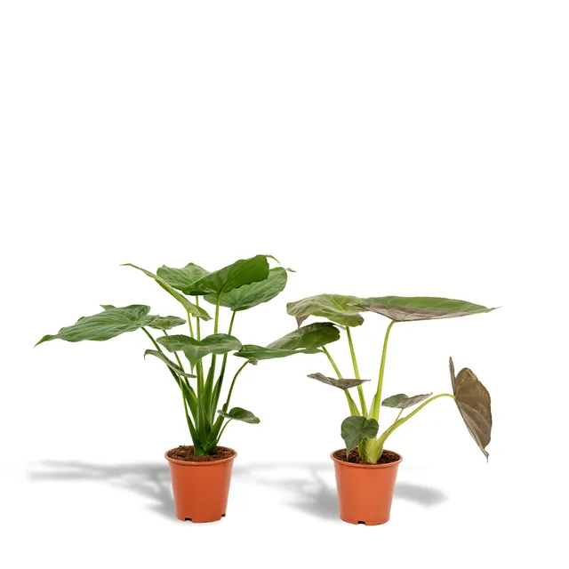 green-guardia-unsere-pflanzen-alocasia-elefantenohr-zimmerpflanze-2er-set-60-cm image 1