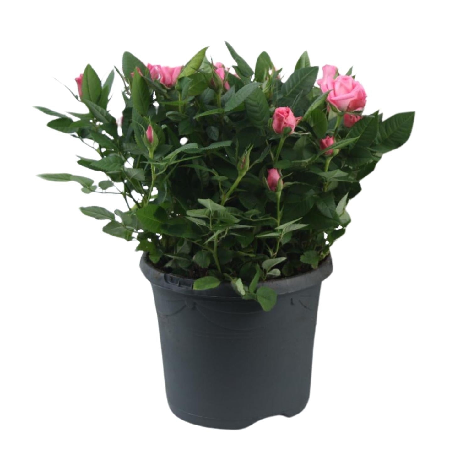green-guardia-jewel-patio-sparkling-topfrose-rosa-17cm-topf image 1