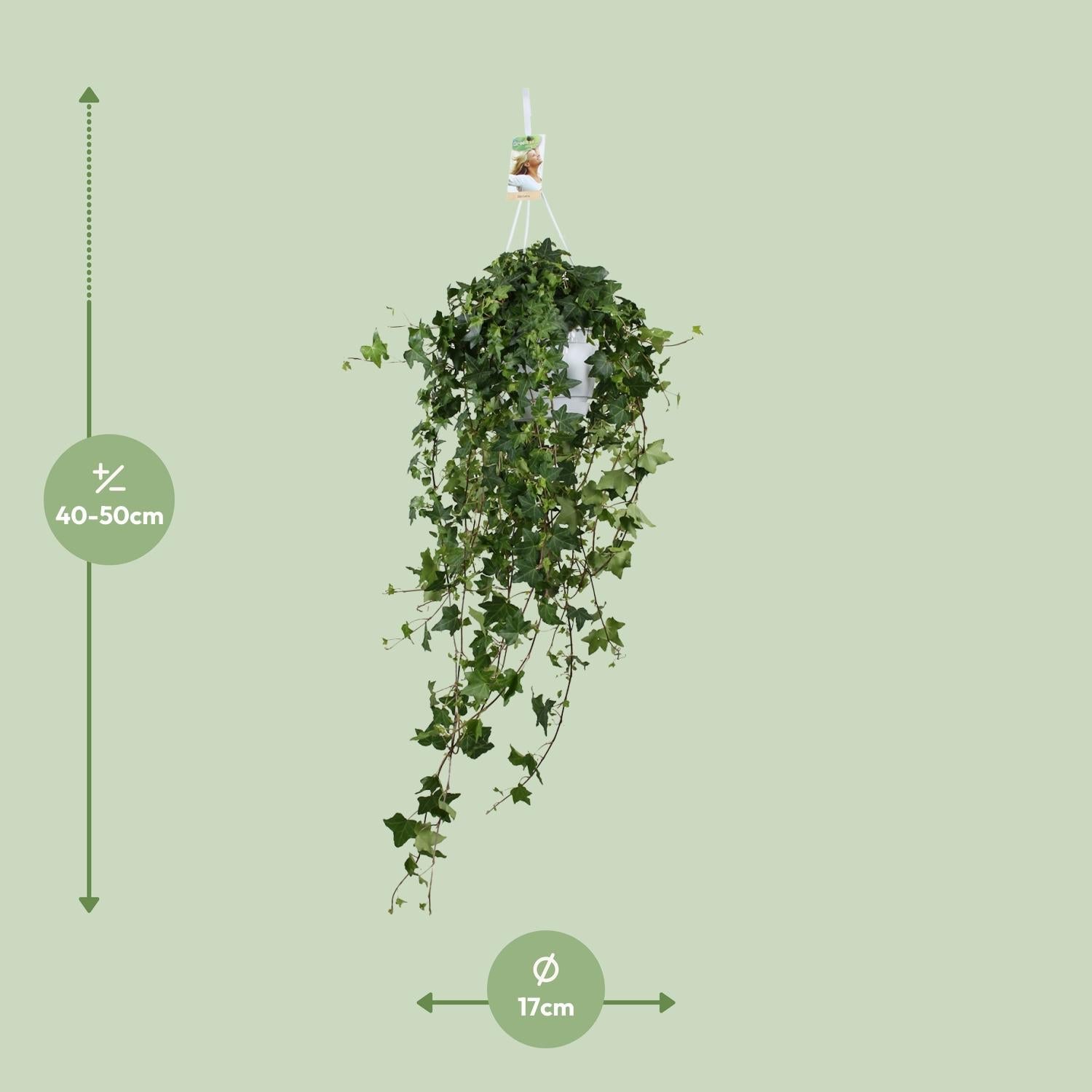 green-guardia-unsere-pflanzen-pitsburg-efeu-h-ngepflanze-50cm-17cm image 2