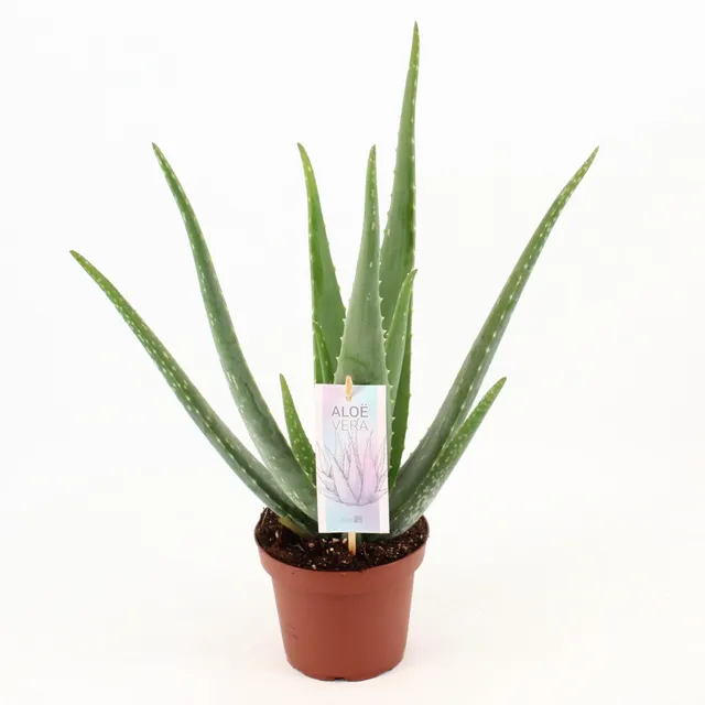 green-guardia-echte-aloe-vera-sukkulente-40-cm-pflegeleicht-sonnig image 1