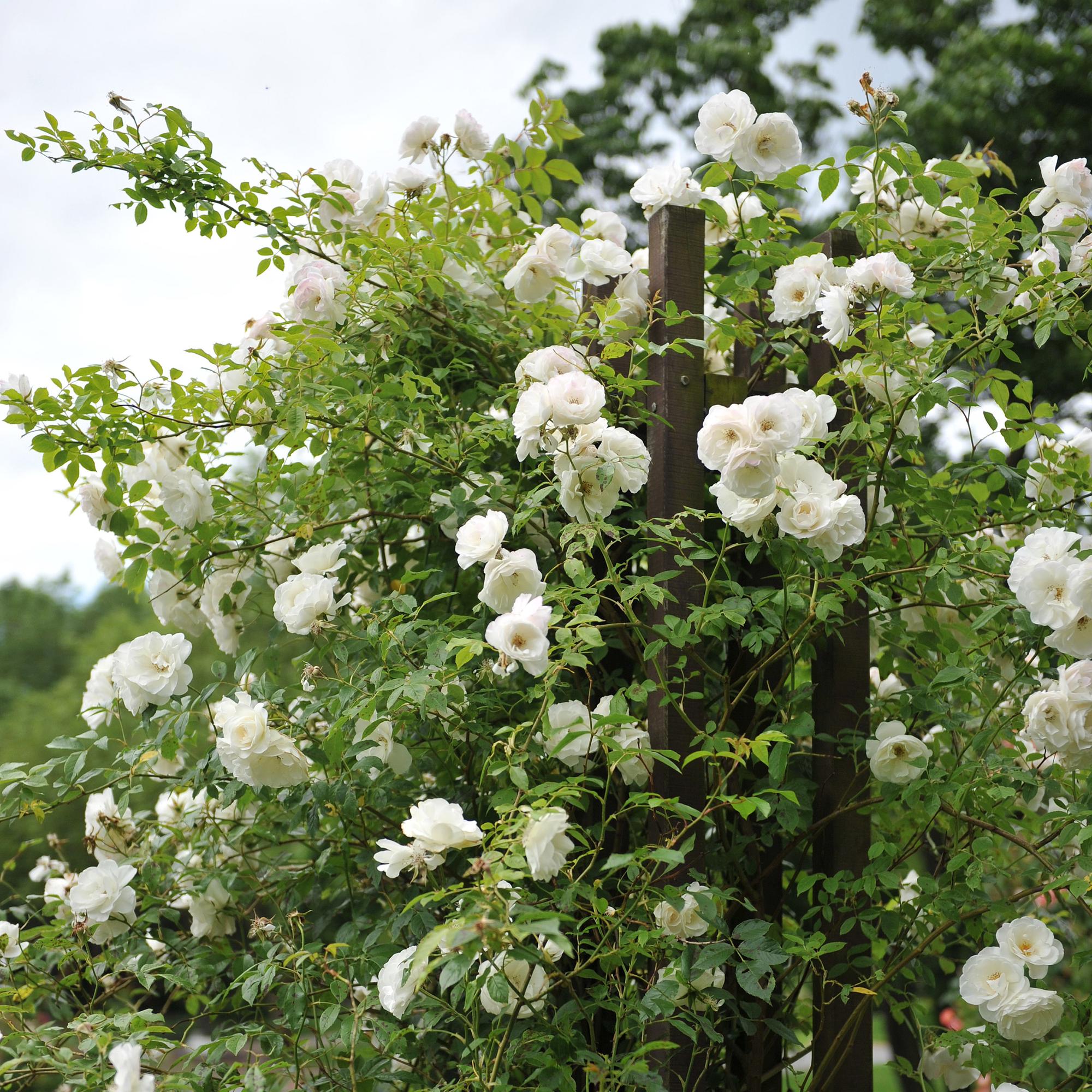 green-guardia-unsere-pflanzen-white-climber-kletterrose-wei-2-pflanzen image 5