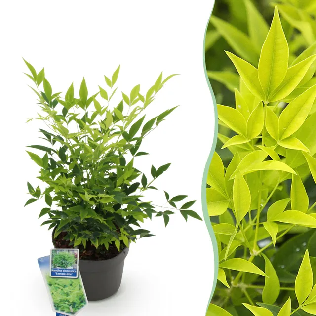 green-guardia-lemon-lime-nandina-zierstrauch-17-cm-topf image 1