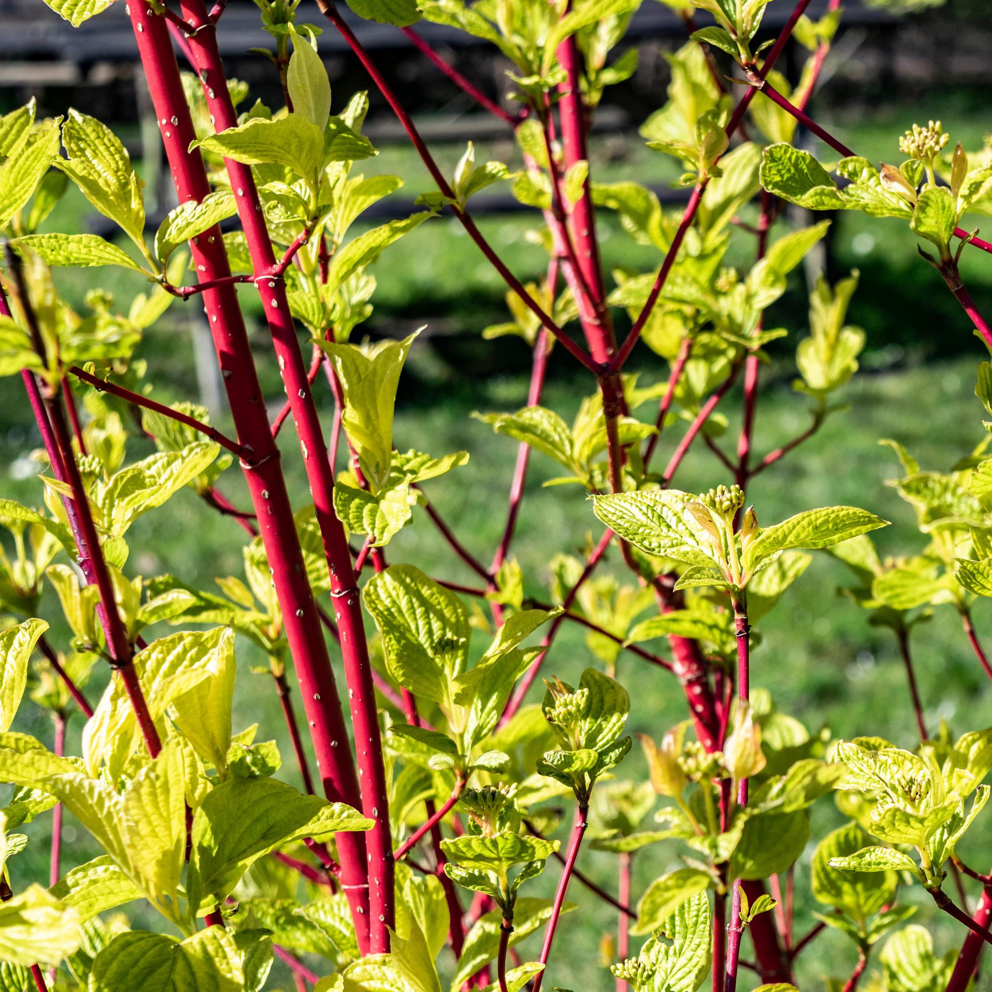 green-guardia-cornus-sibirica-zierstrauch-17-cm-topf-rote-zweige image 3