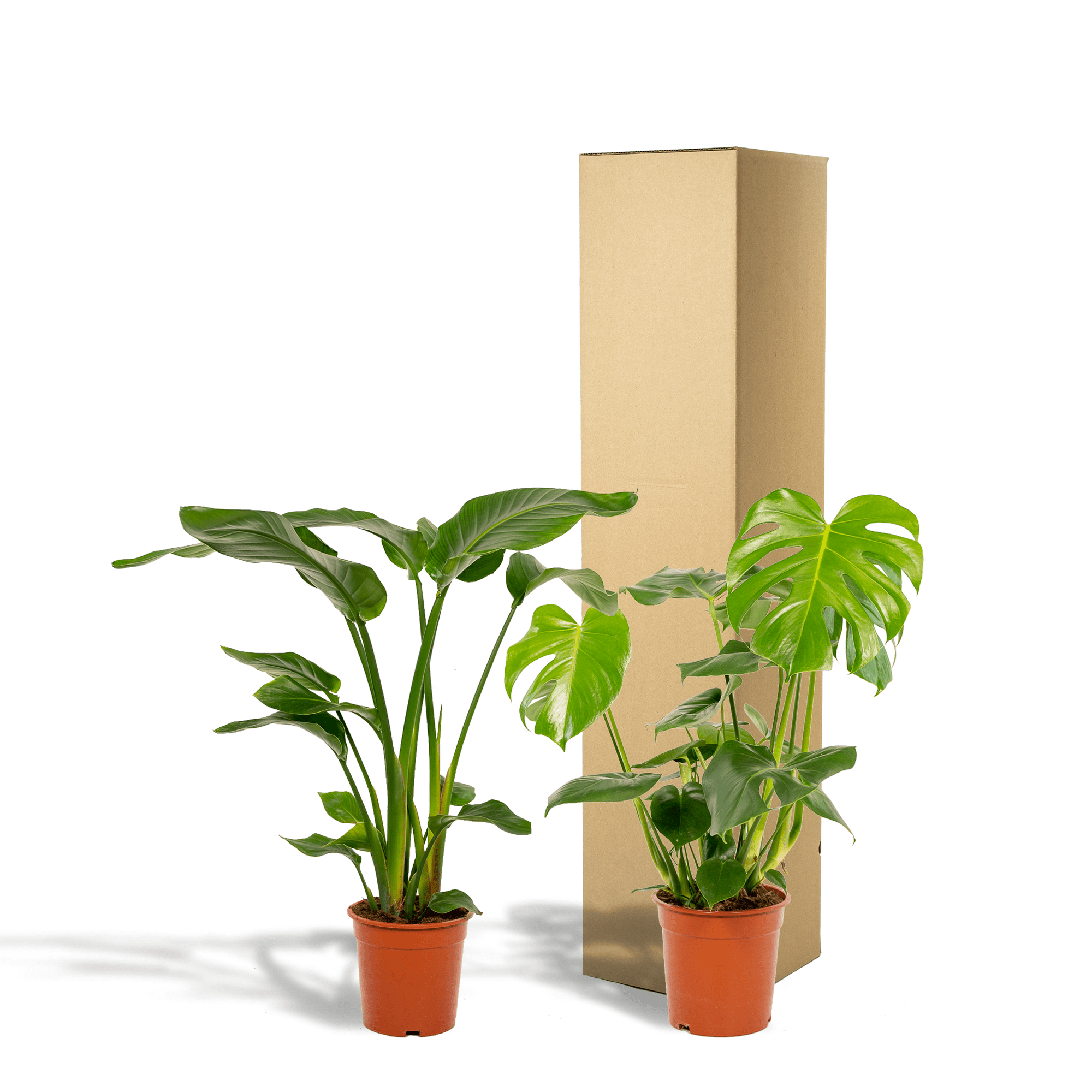 green-guardia-unsere-pflanzen-monstera-strelitzia-set-2-pflanzen image 4