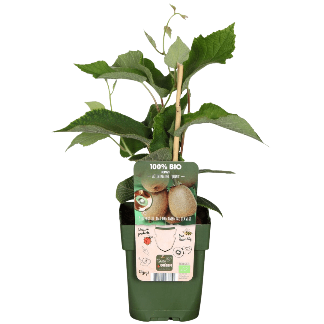 green-guardia-unsere-pflanzen-bio-kiwi-jungpflanze-13-cm-topf image 1