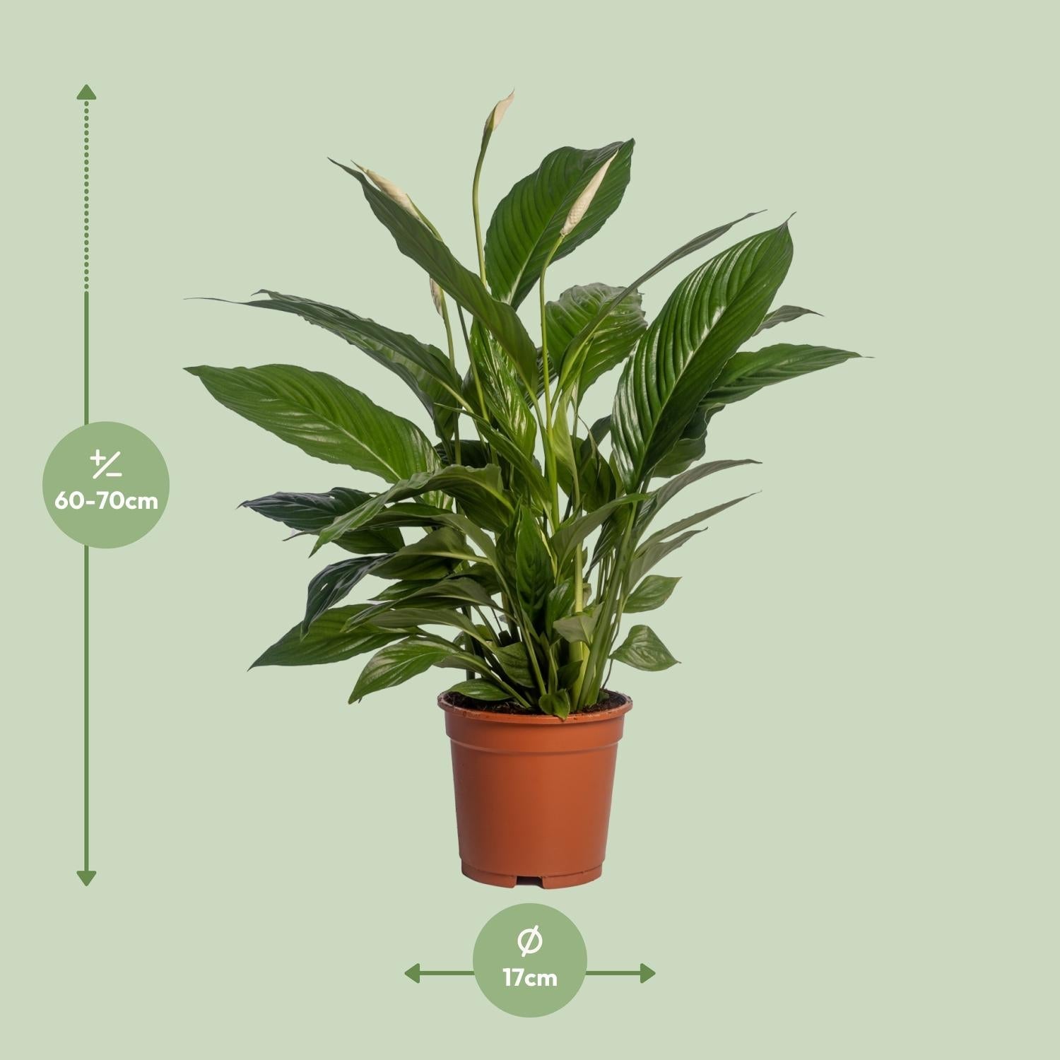 green-guardia-spathiphyllum-friedenslilie-70-cm-vivaldi image 4