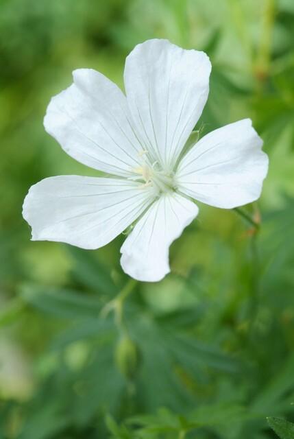 green-guardia-storchschnabel-album-wei-12-pflanzen-9-cm image 5