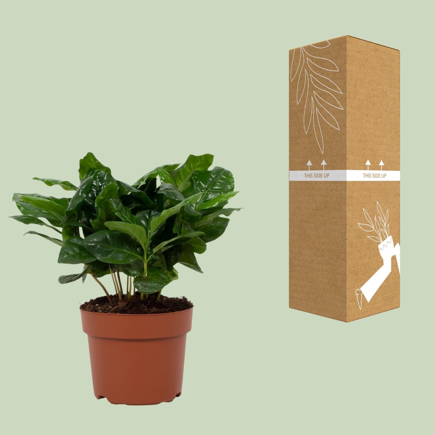 green-guardia-unsere-pflanzen-coffea-arabica-zimmerpflanze-12-cm image 2