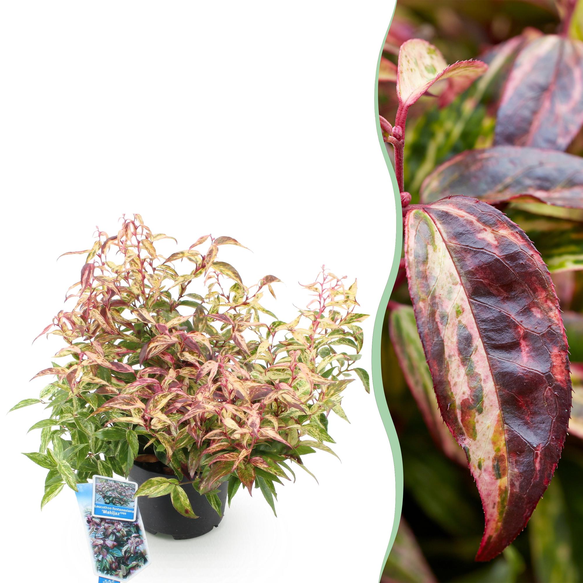 green-guardia-leucothoe-makijaz-zierstrauch-17-cm-topf-45-cm image 1