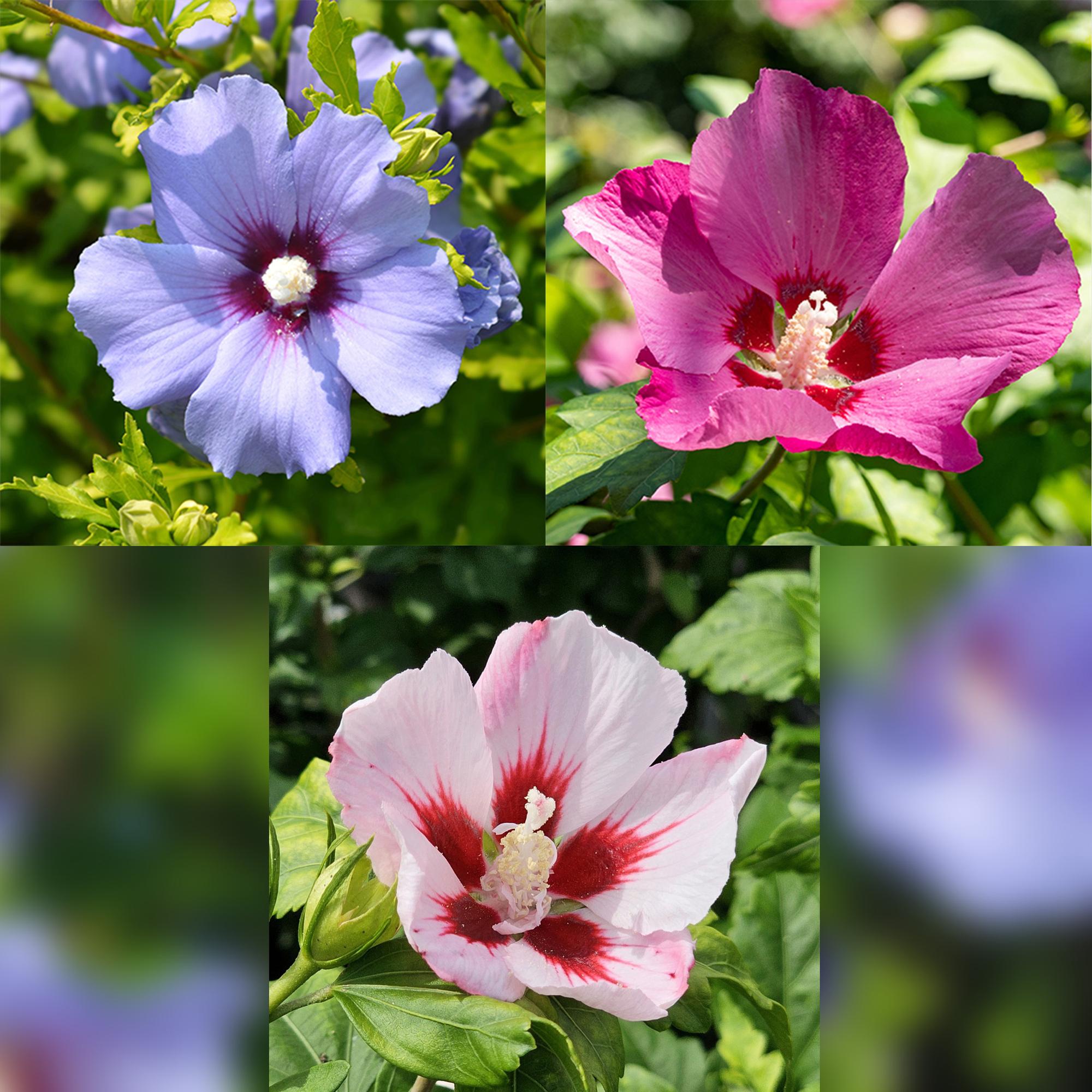 green-guardia-hibiscus-tricolour-st-mmchen-90-cm-winterhart image 4