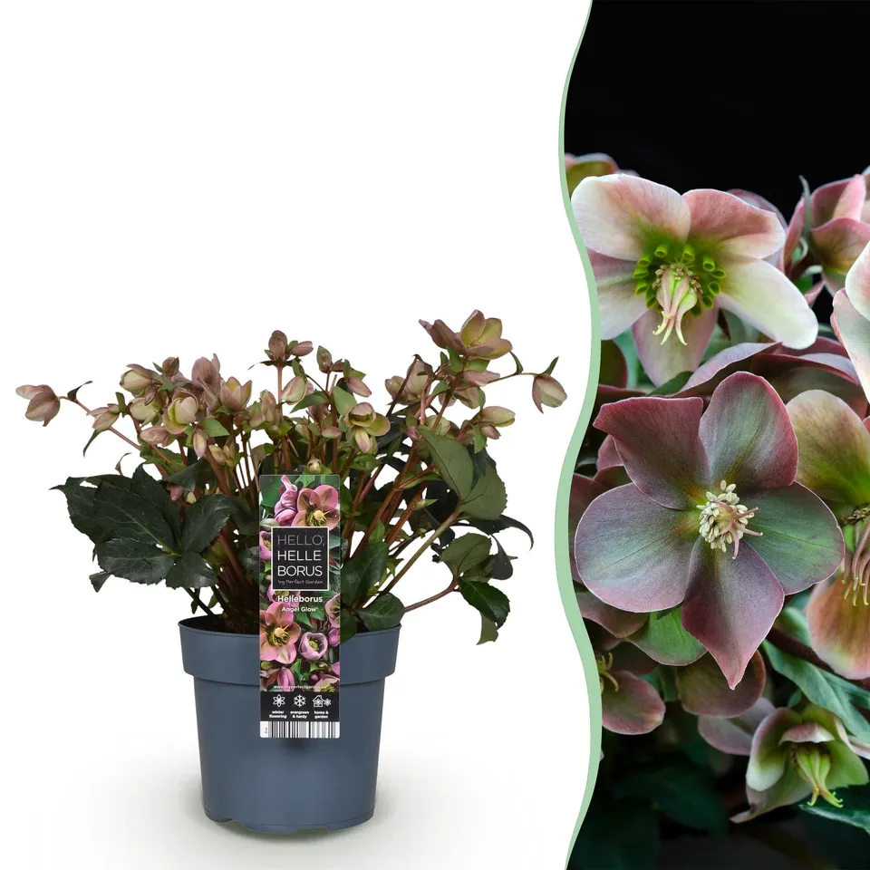 green-guardia-helleborus-angels-glow-christrose-19-cm-topf image 1
