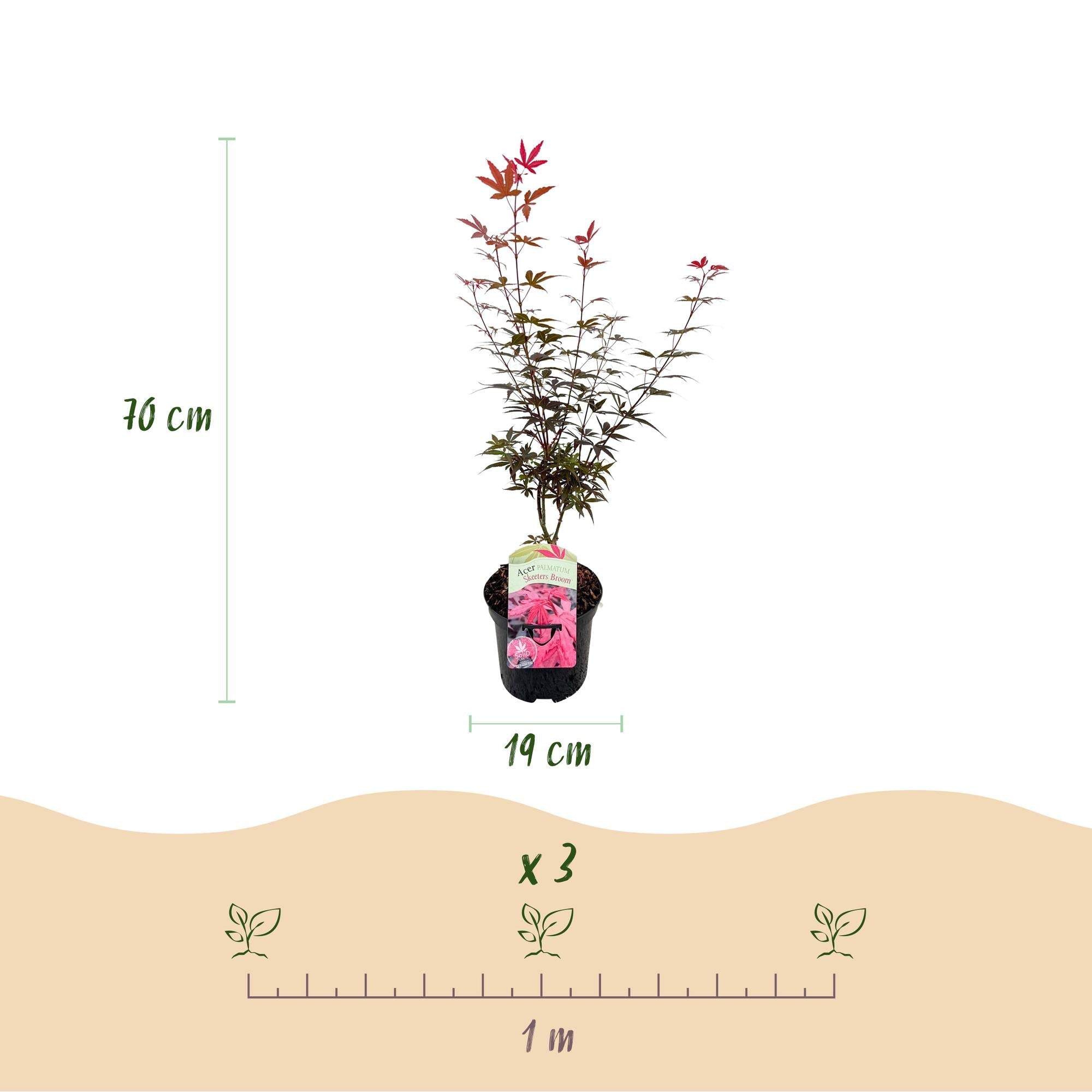 green-guardia-unsere-pflanzen-acer-skeeter-s-broom-ahorn-70cm-lila image 2