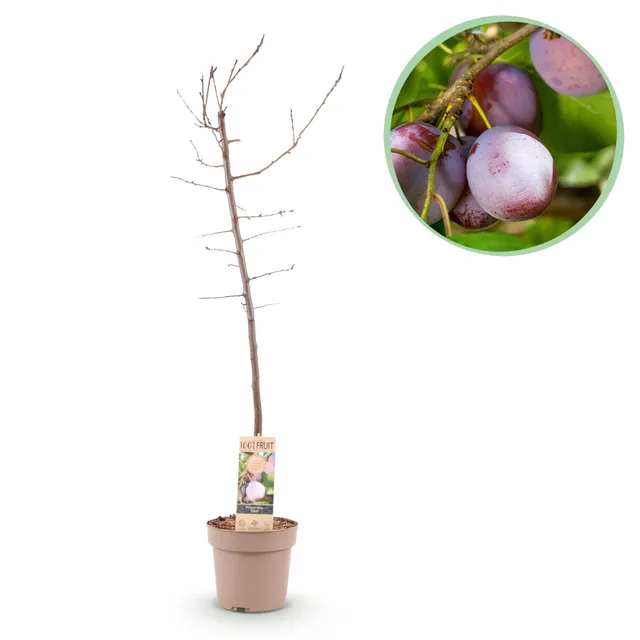 green-guardia-unsere-pflanzen-pflaumenbaum-opal-90cm-obstgeh-lz image 1