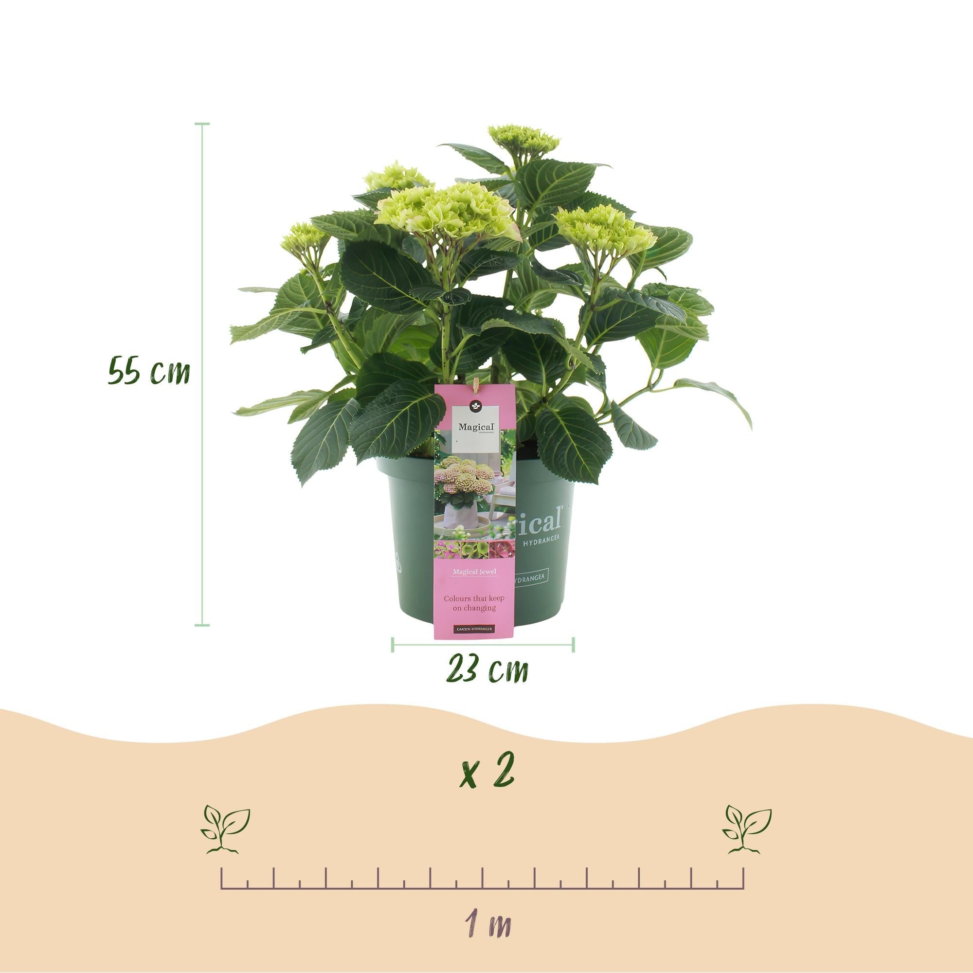green-guardia-hydrangea-magical-jewel-pink-hortensie-23-cm-topf image 2