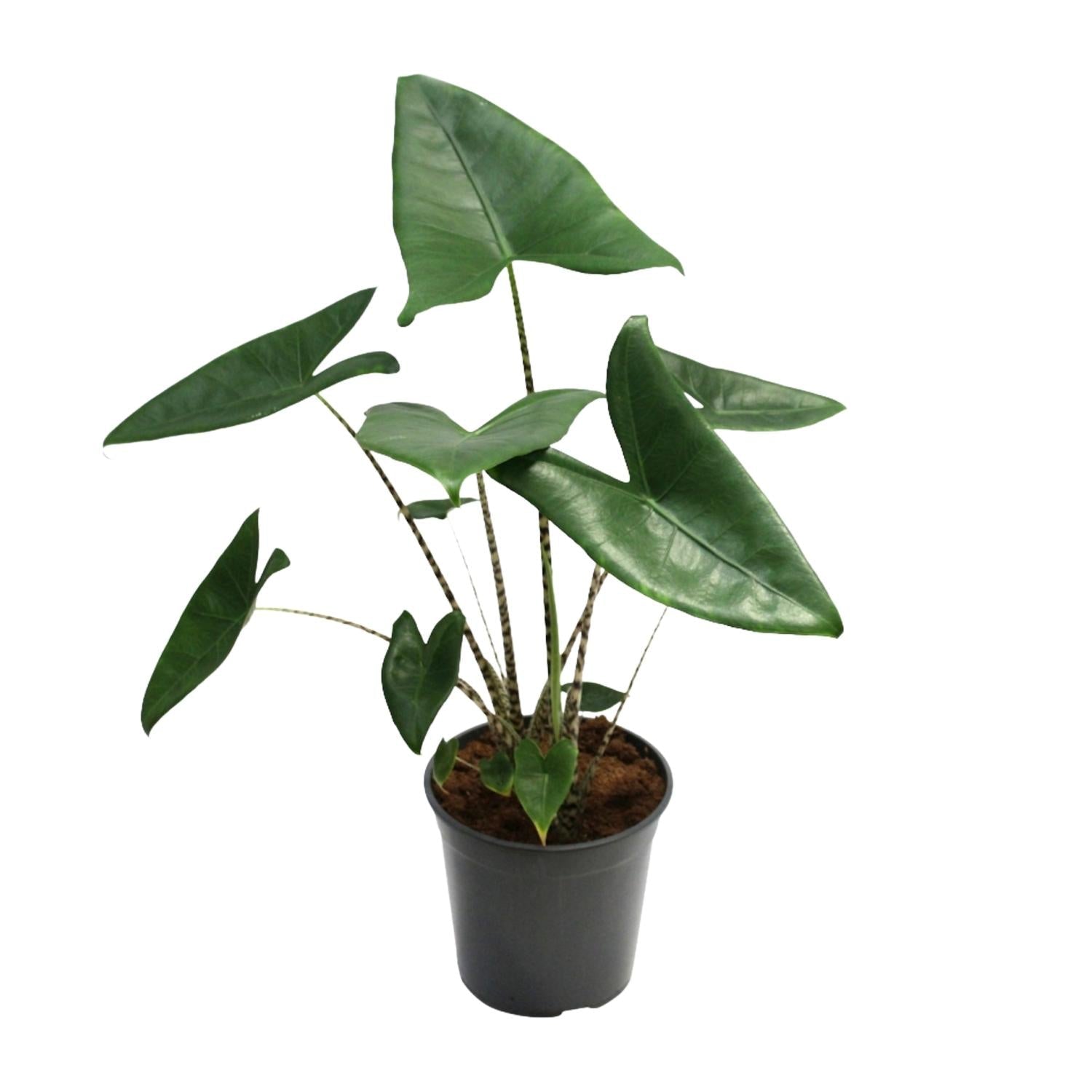 green-guardia-alocasia-zebrina-pfeilblatt-75-cm-19-cm-topf image 1